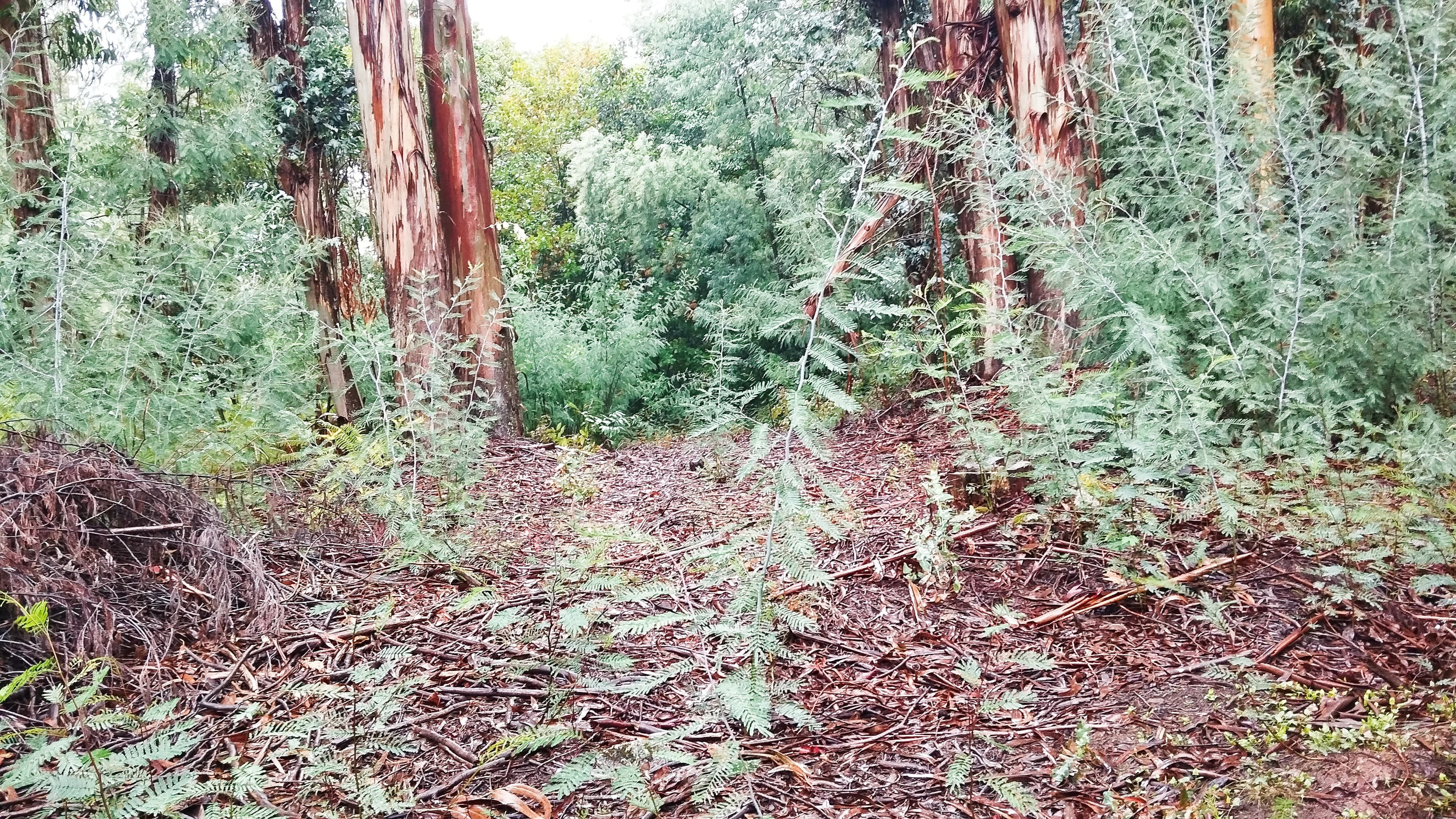 Terreno com 9.200 m² · Tondela — imagem 1