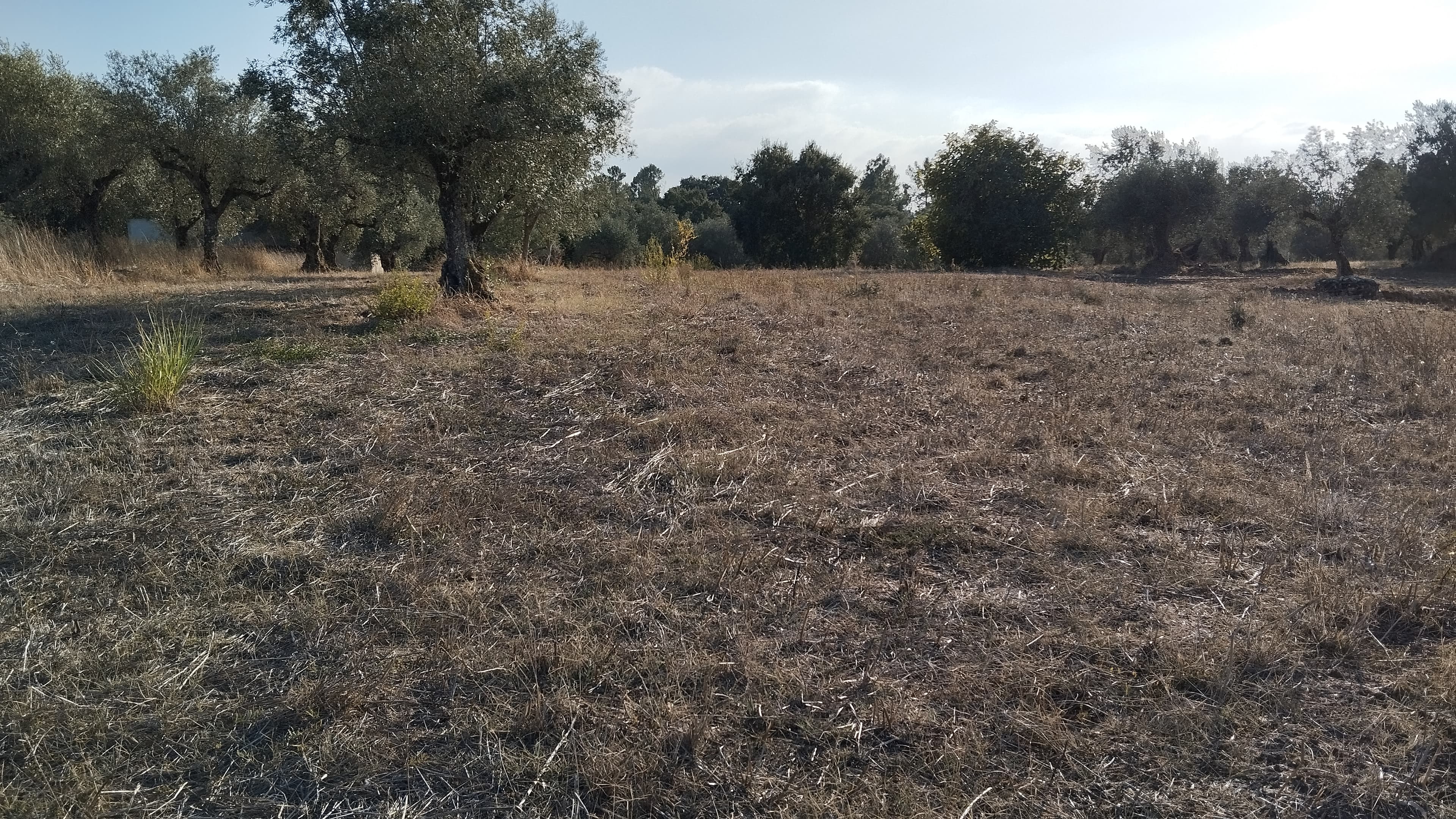 Proporção de 1/3 de Terreno · São Pedro de Tomar, Tomar — imagem 1