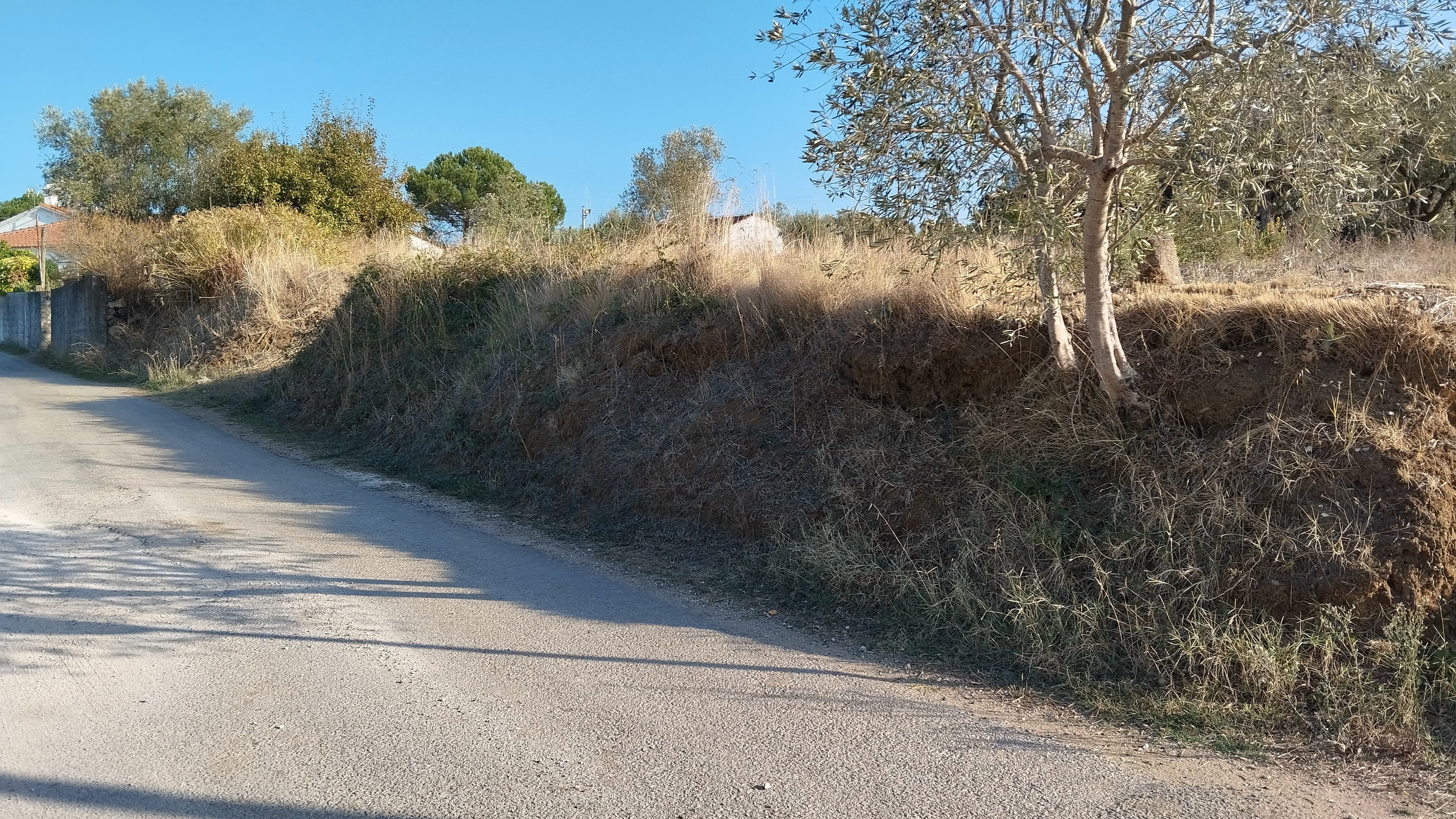 Proporção de 1/3 de Terreno · São Pedro de Tomar, Tomar — imagem 3