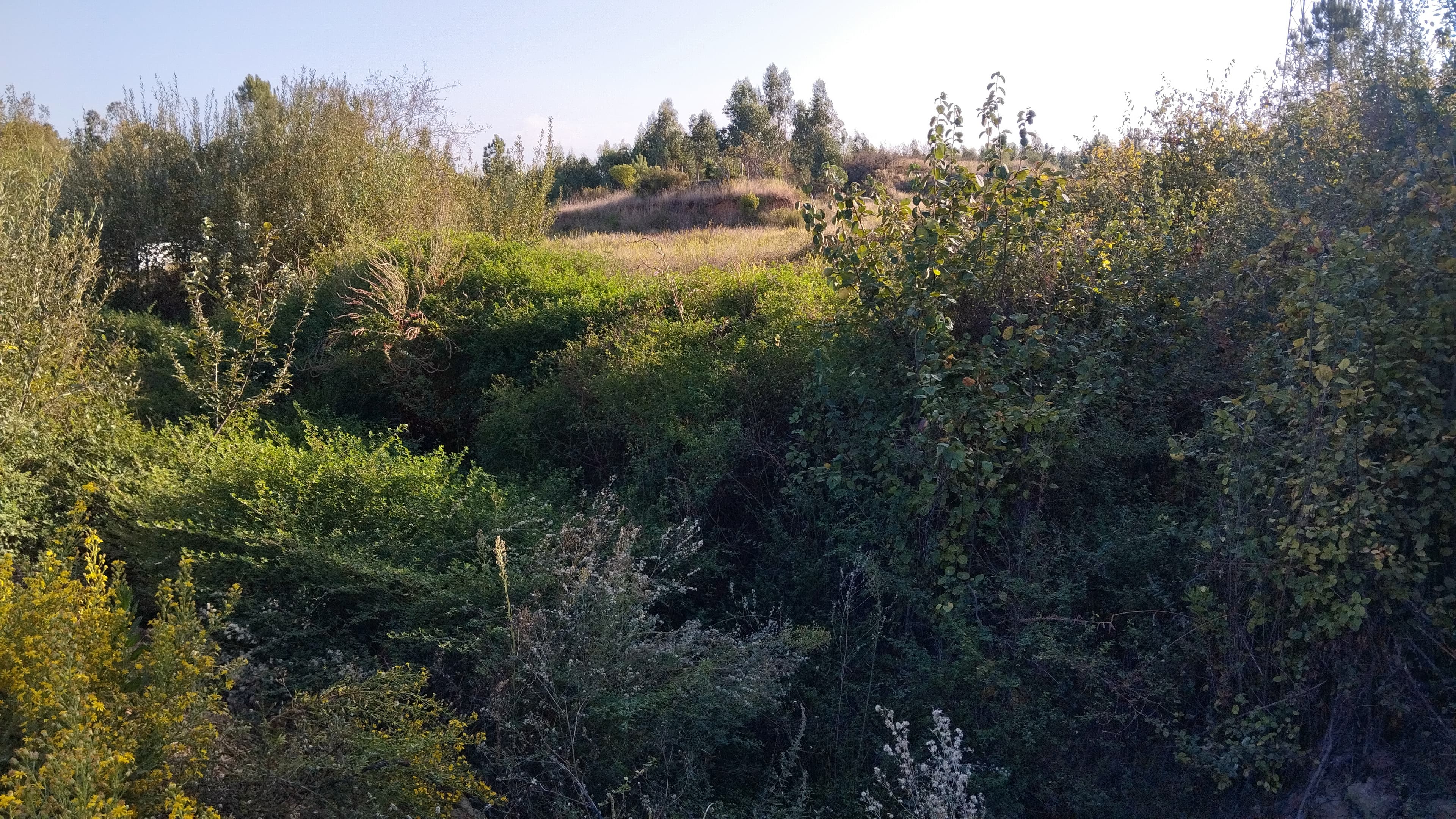 Proporção 1/3 de Terreno · Asseiceira, Tomar — imagem 4