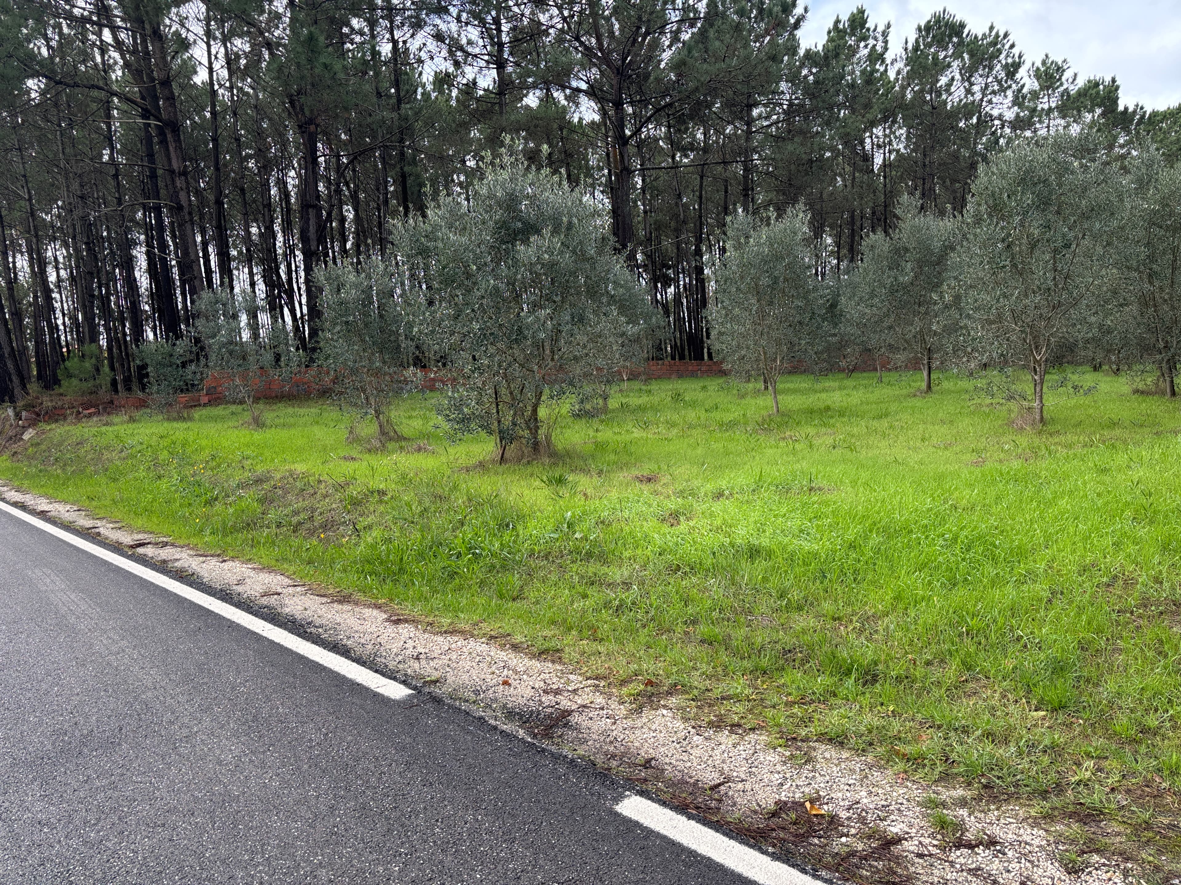 Terreno para Construção · Carriço, Pombal — image 1