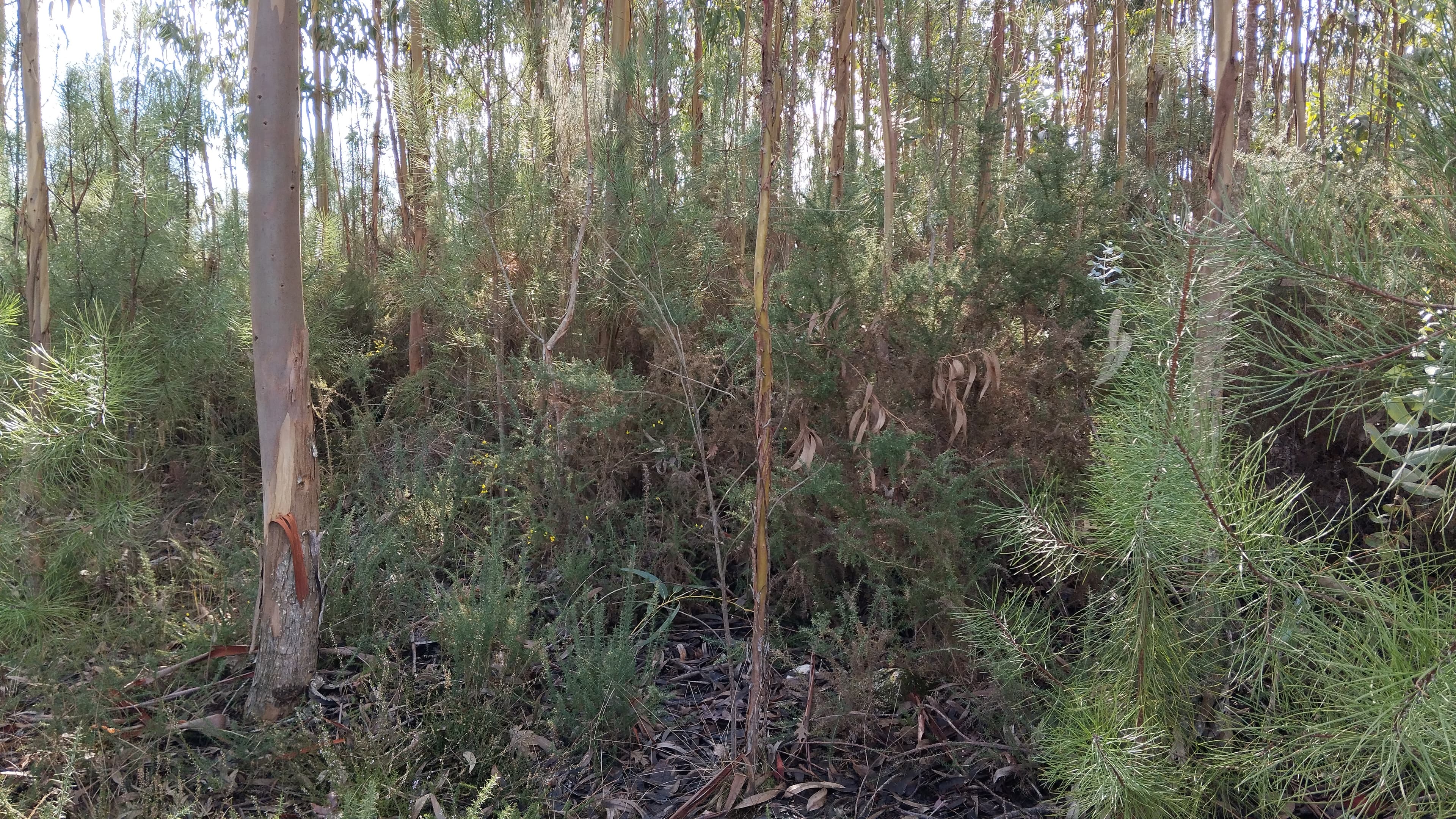 Terreno com 1.300 m² · Travanca de Lagos, Oliveira do Hospital — image 4