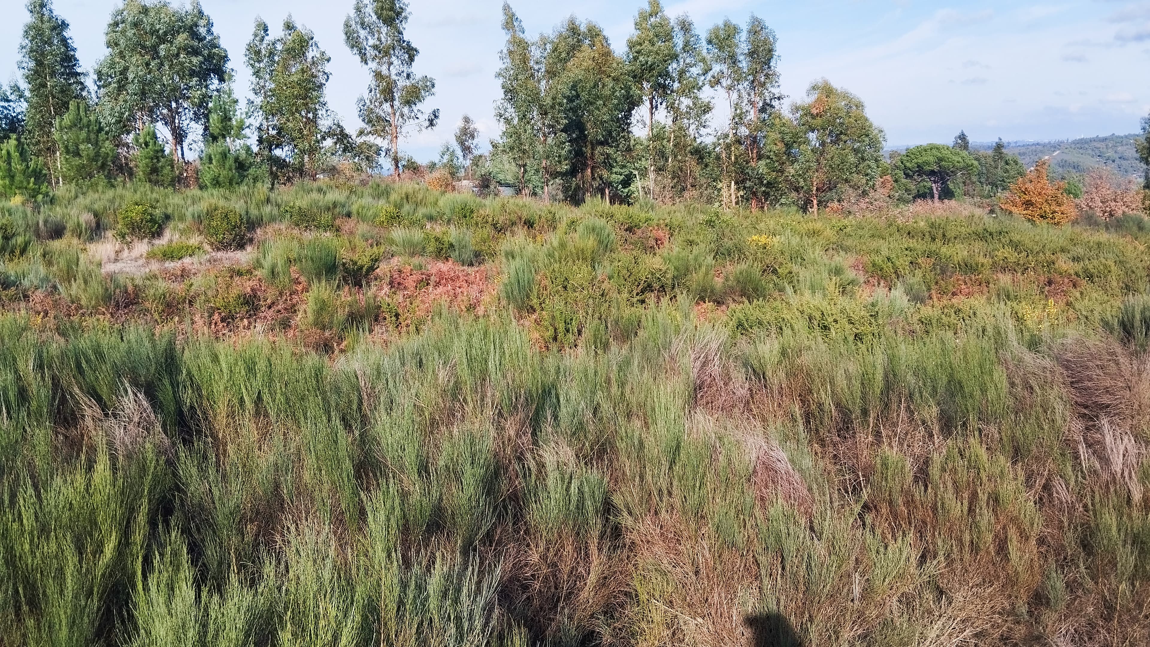 Terreno com 1.000 m² · Travanca de Lagos, Oliveira do Hospital — image 2