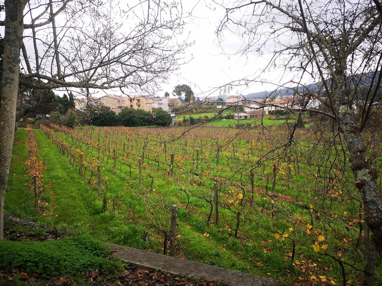 Quinta · Termas de São Vicente, Penafiel — imagen 13