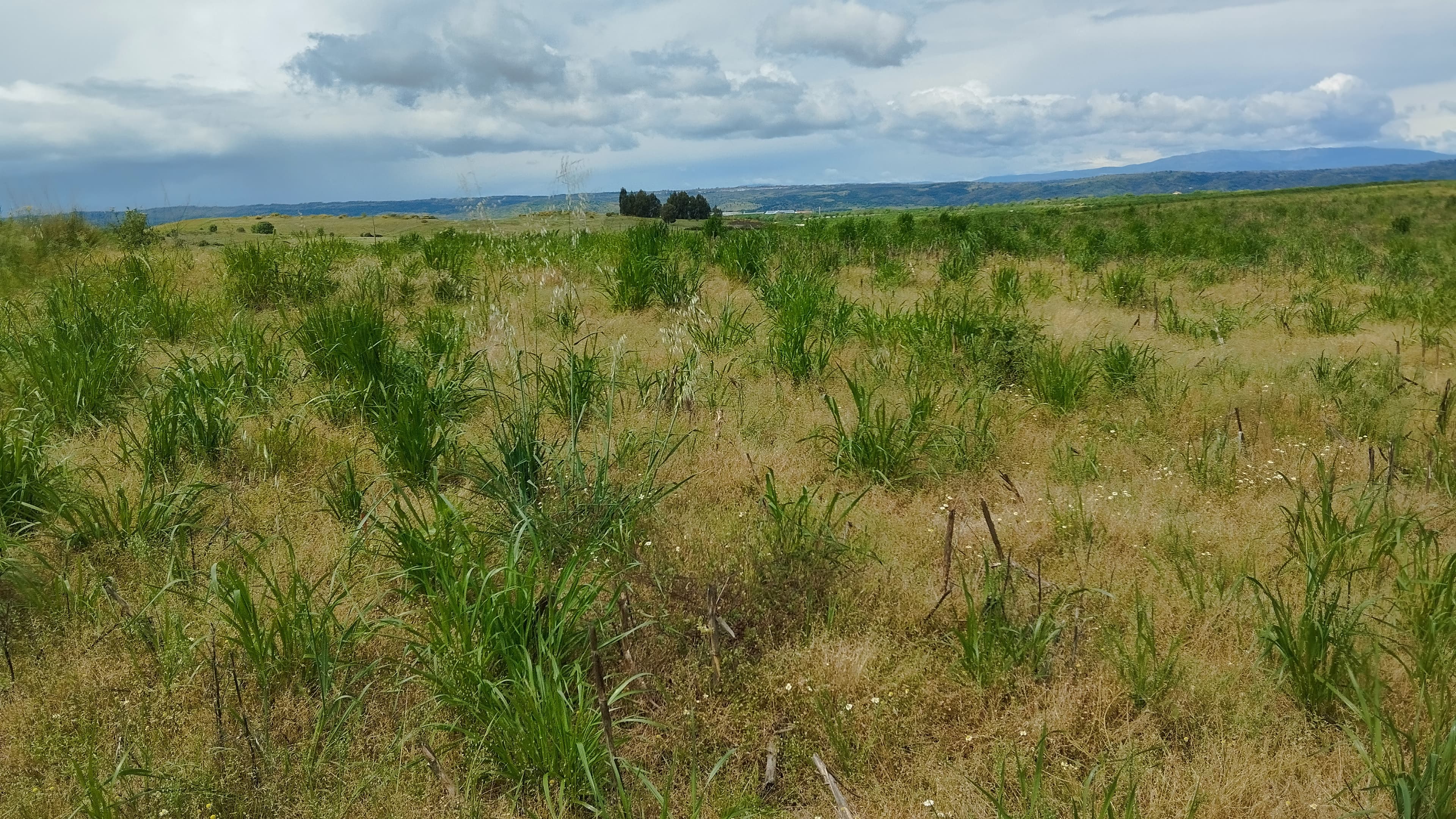 Terrenos com +35 hectares · Ladoeiro, Idanha-a-Nova — imagem 13