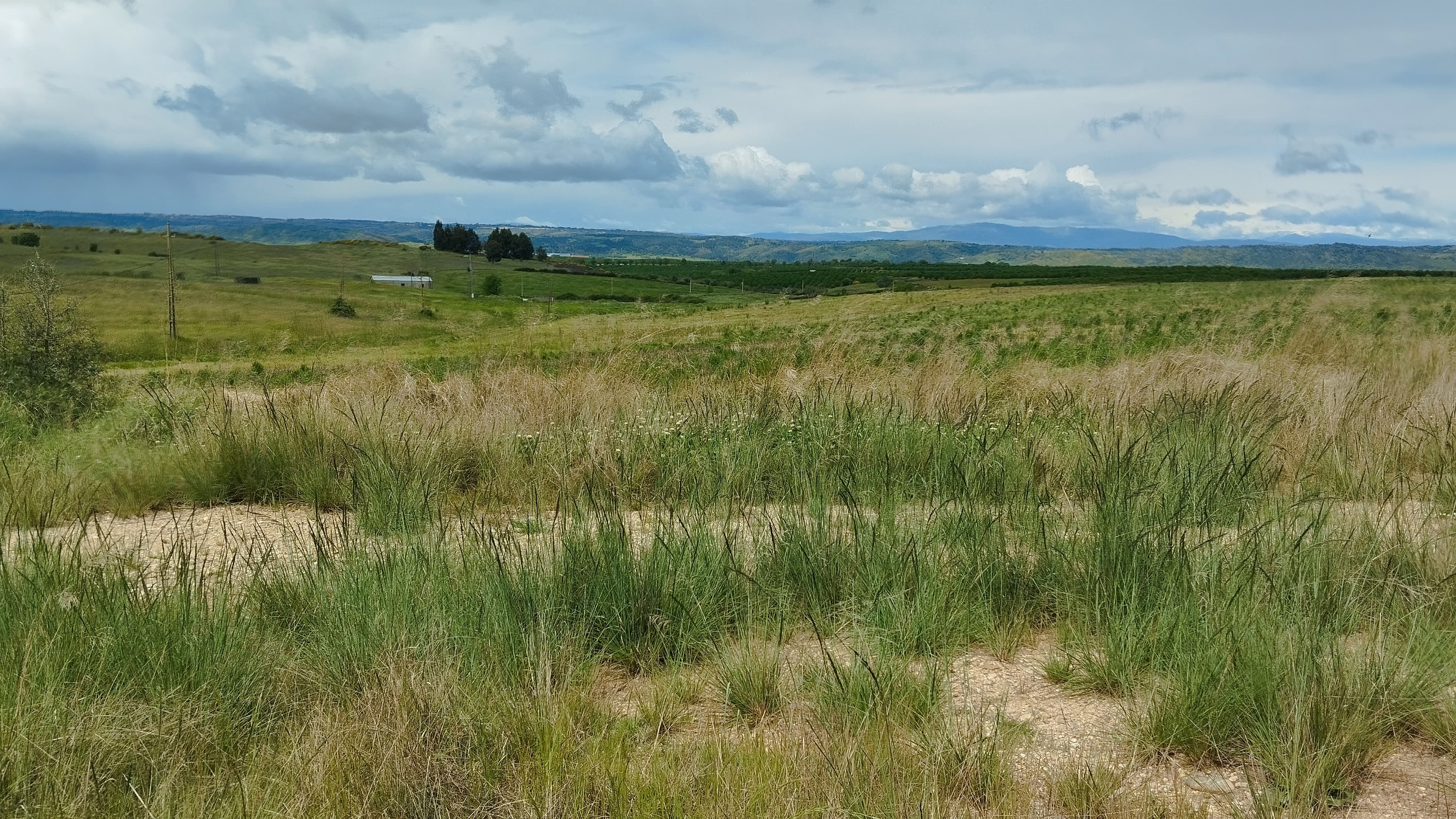 Terrenos com +35 hectares · Ladoeiro, Idanha-a-Nova — imagem 12