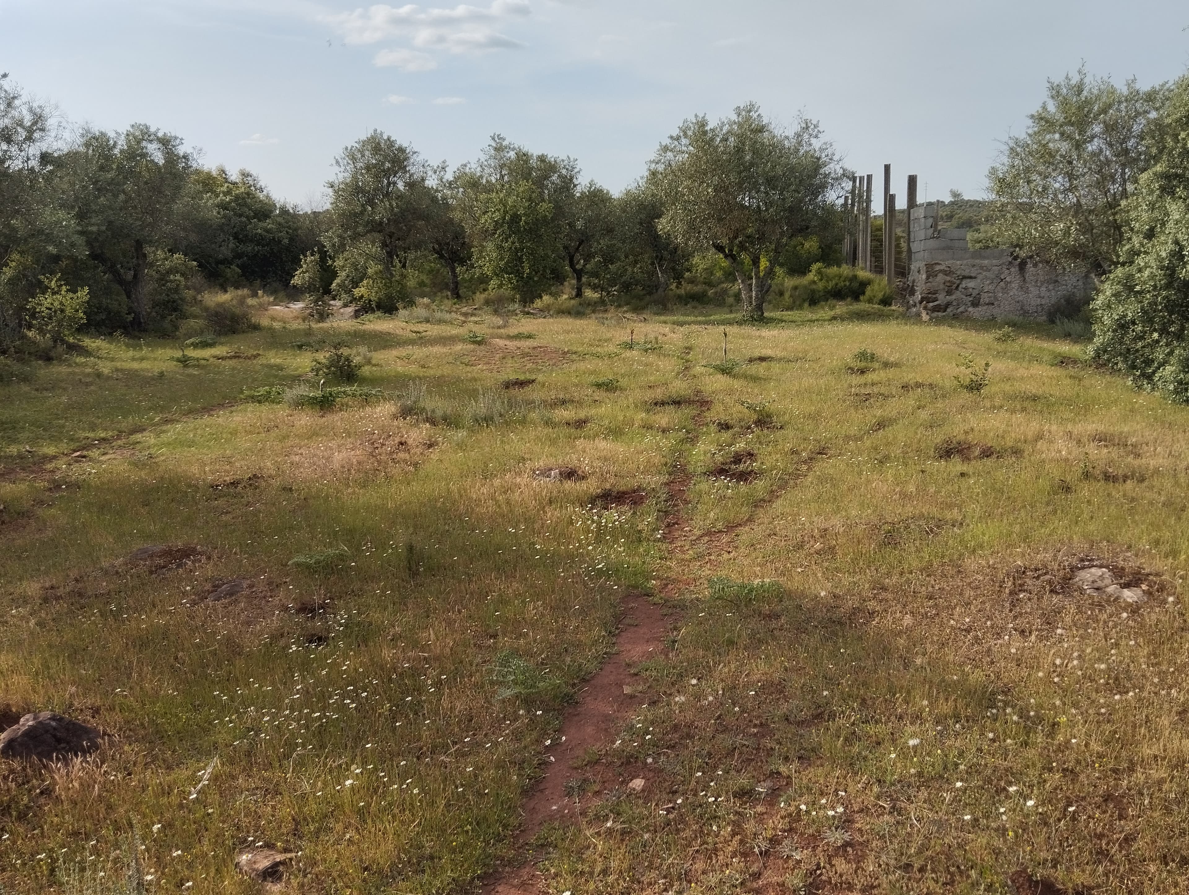 Terrenos Rústicos · Vila Viçosa, Évora — imagem 14