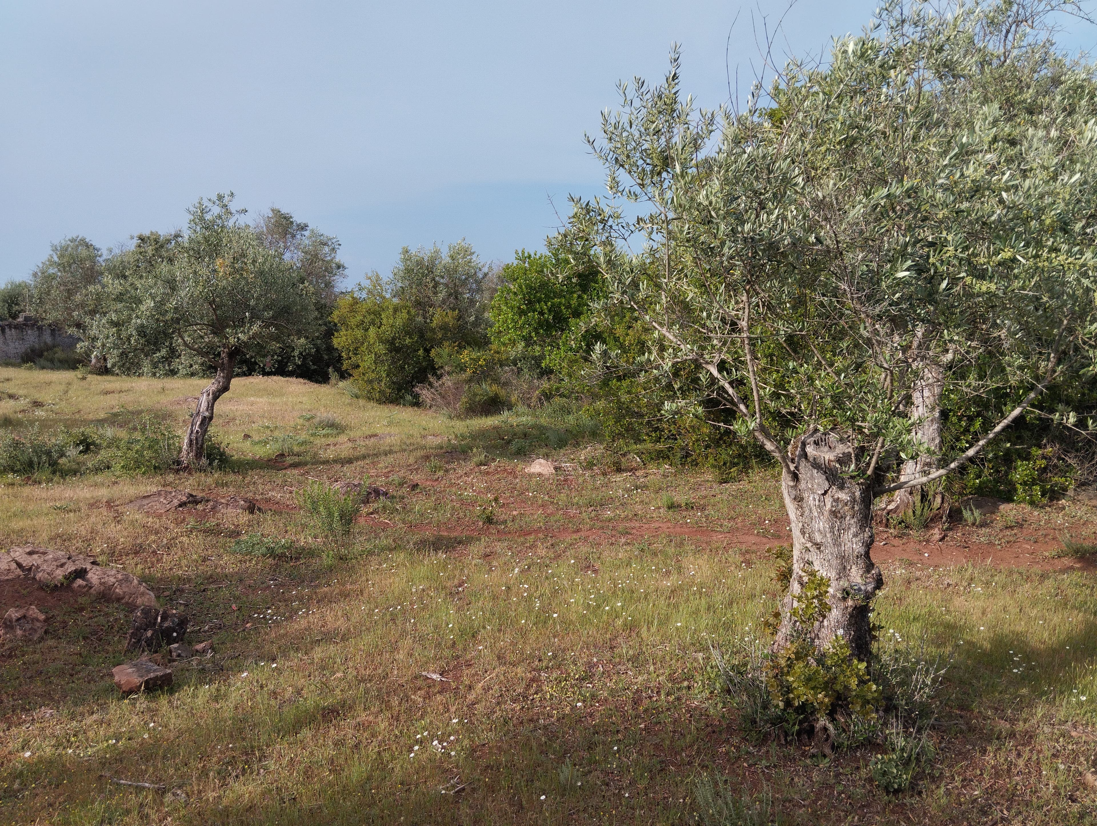 Terrenos Rústicos · Vila Viçosa, Évora — imagem 13