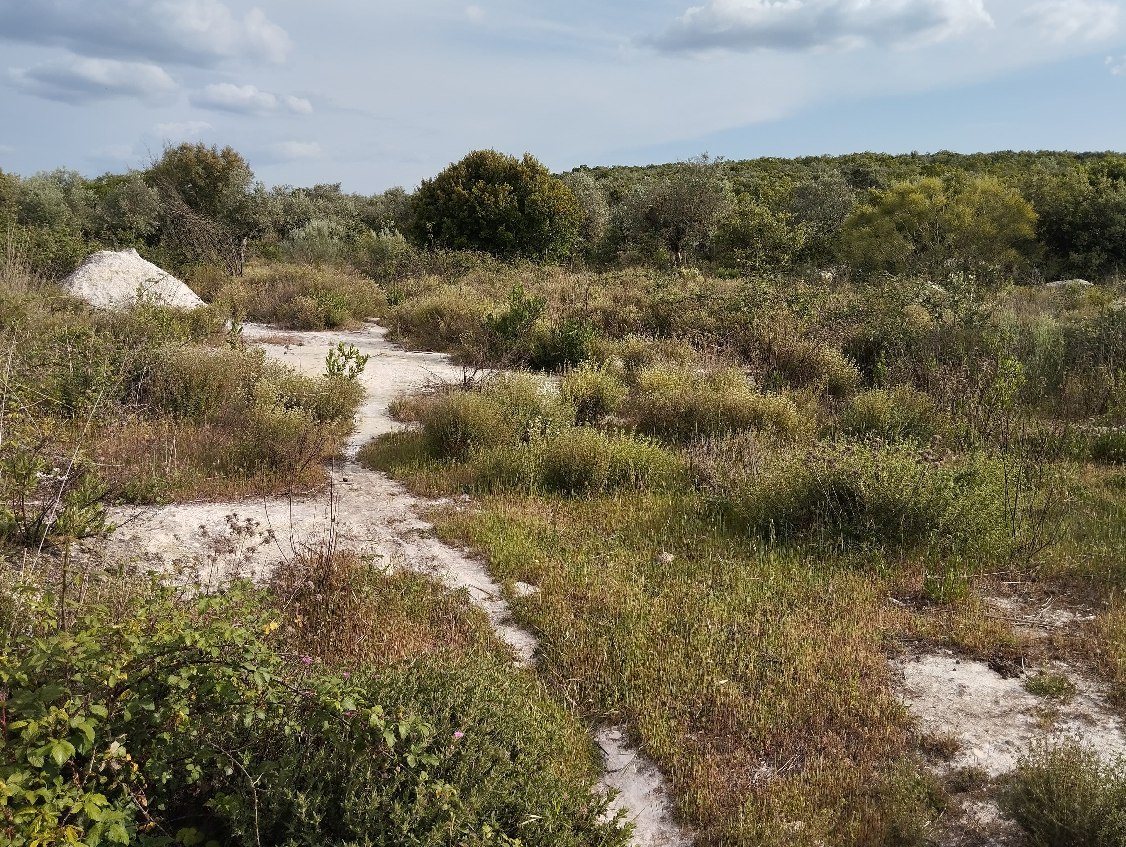 Terrenos Rústicos · Vila Viçosa, Évora — imagem 10