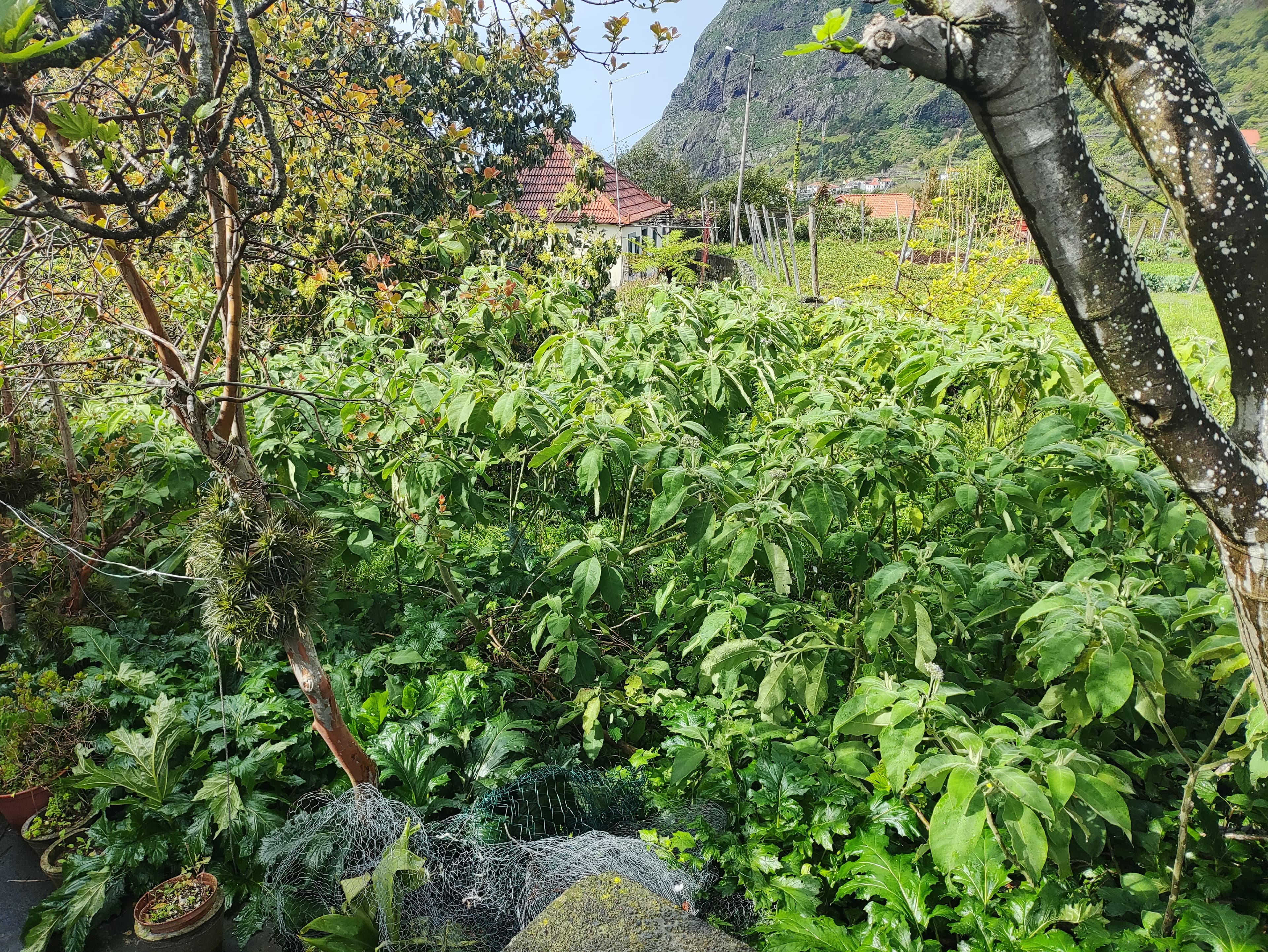 Quinhão Hereditário · São Vicente, Madeira — image 6