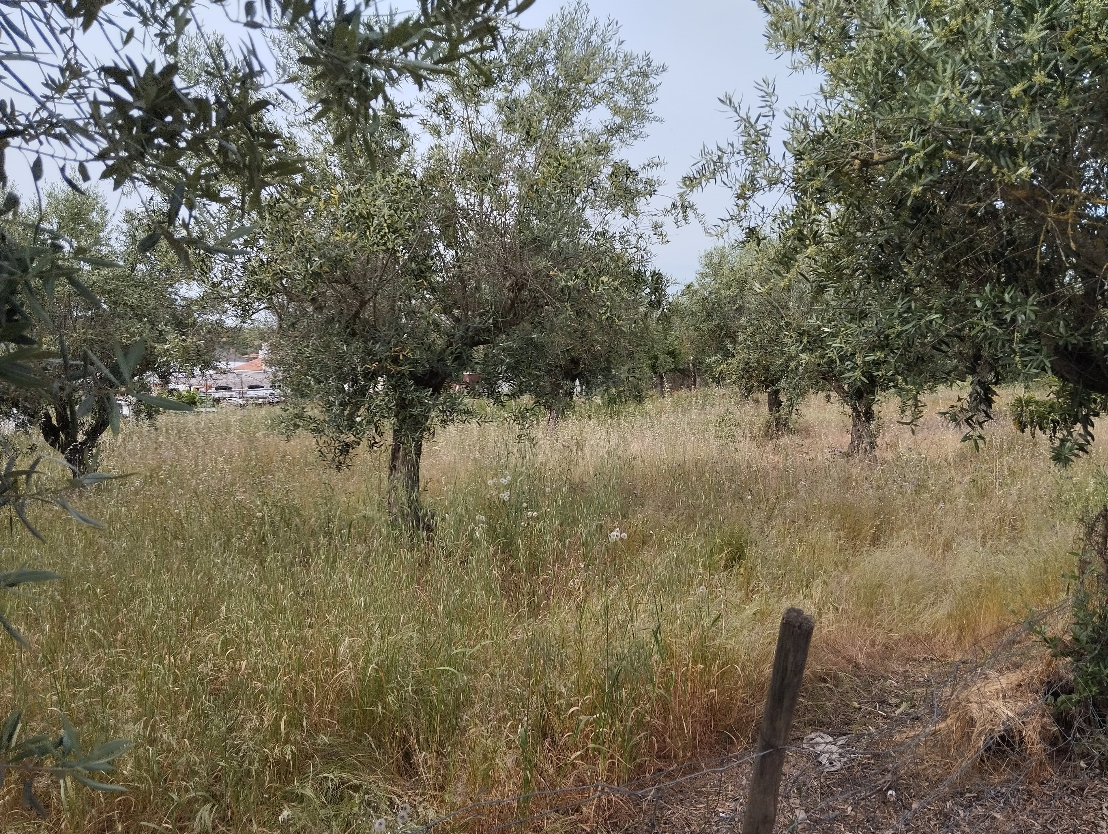 Proporção de 1/3 de Moradia · Elvas — image 9