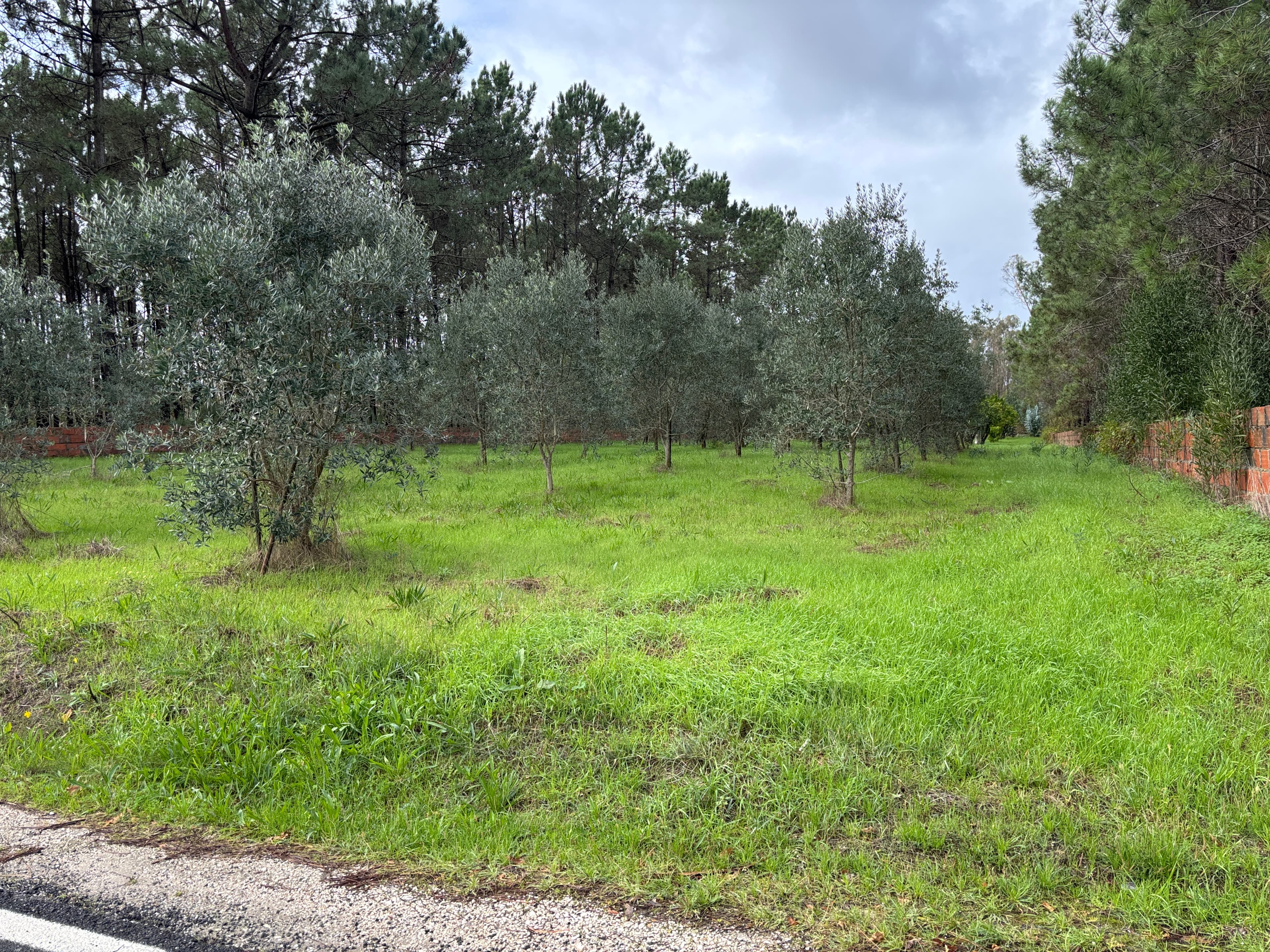 Terrenos · Pombal