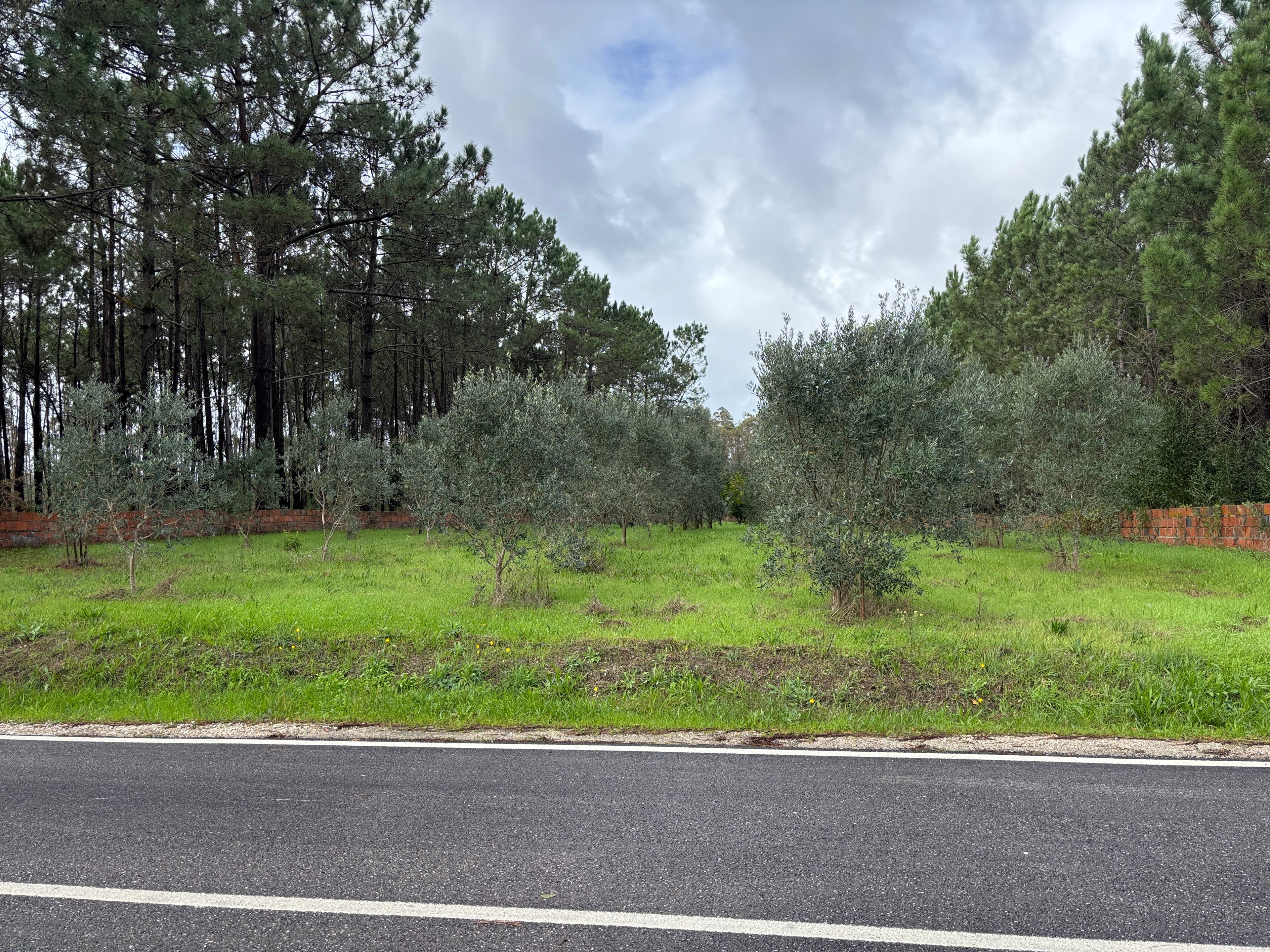 Terrenos · Pombal — image 3