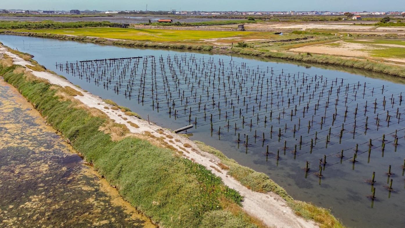 Ilha dos Puxadoiros · Ria de Aveiro — imagen 12