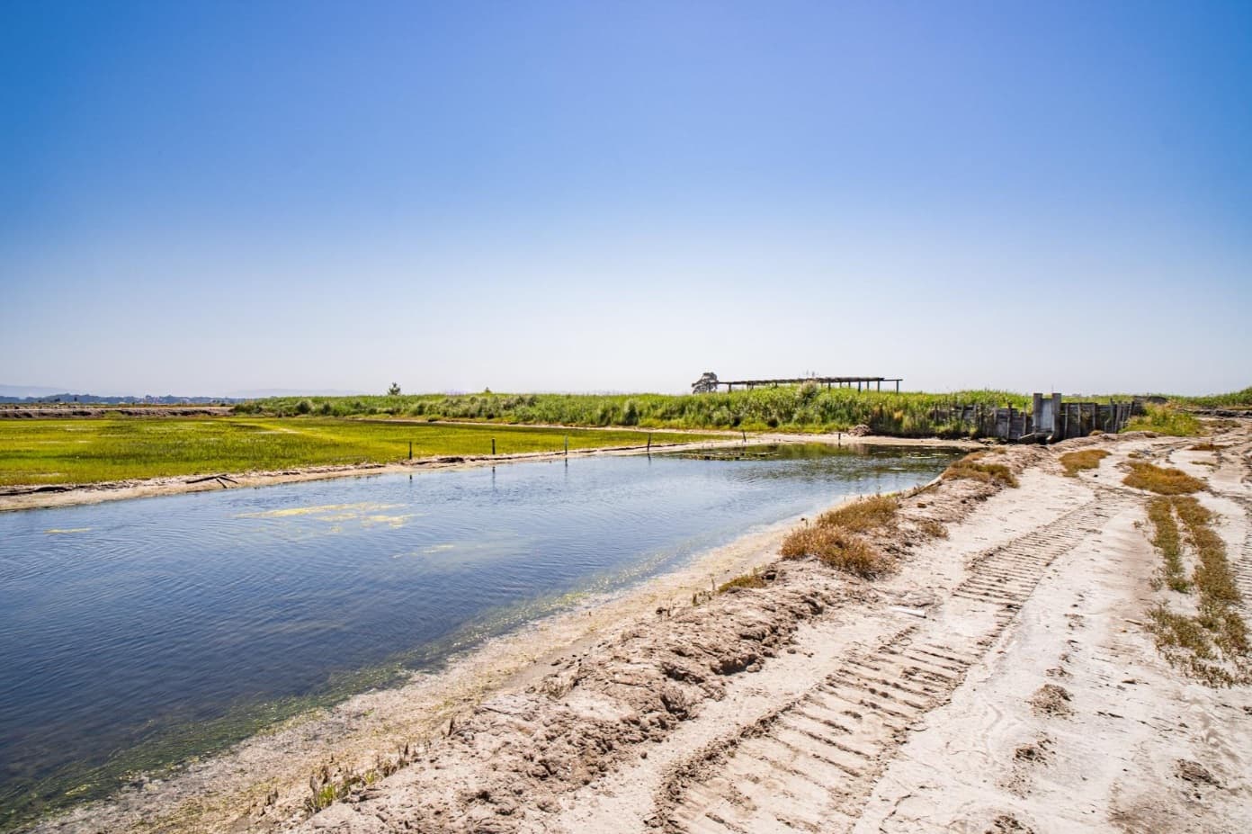 Ilha dos Puxadoiros · Ria de Aveiro — imagen 11