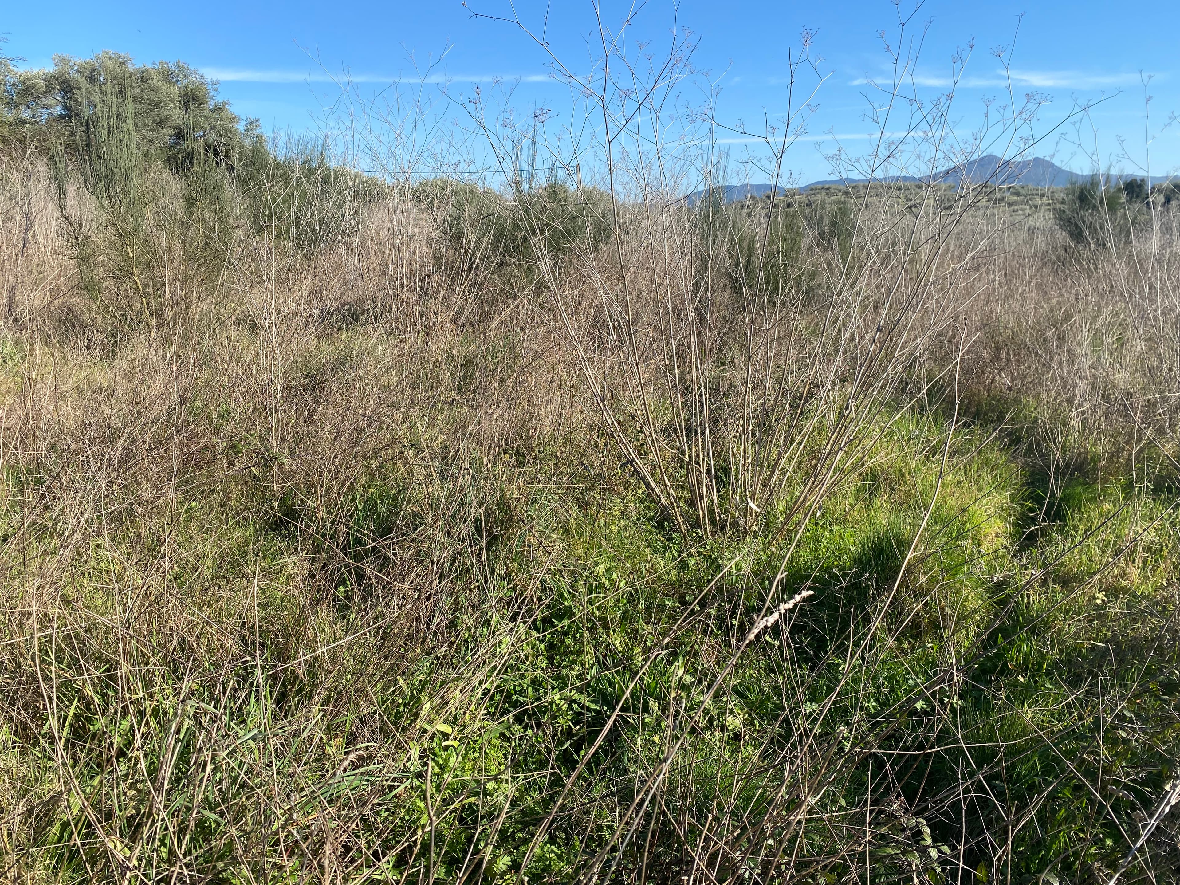 Terrenos · Frechas, Mirandela — imagem 7