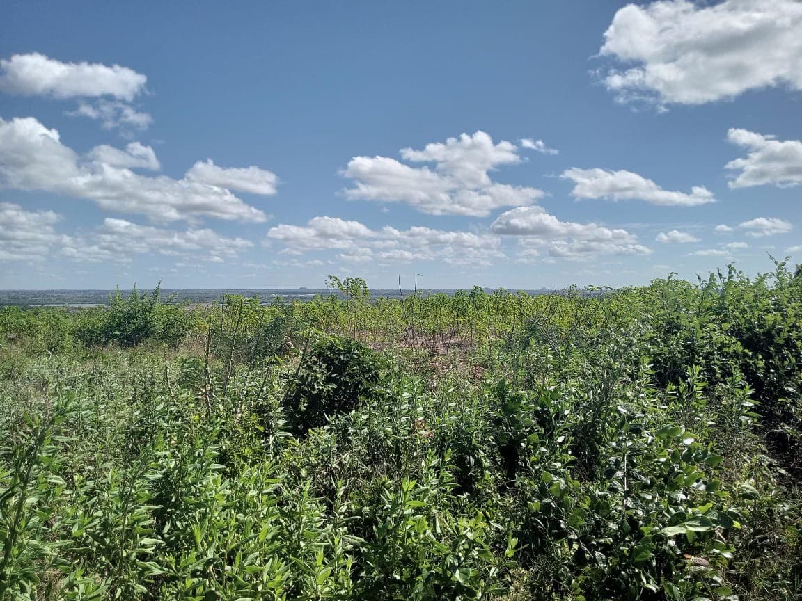 Infrastructure on land with 207.71 hectares - Nacala Porto — image 7