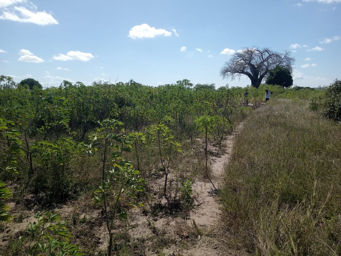 Infrastructure on land with 207.71 hectares - Nacala Porto — image 6