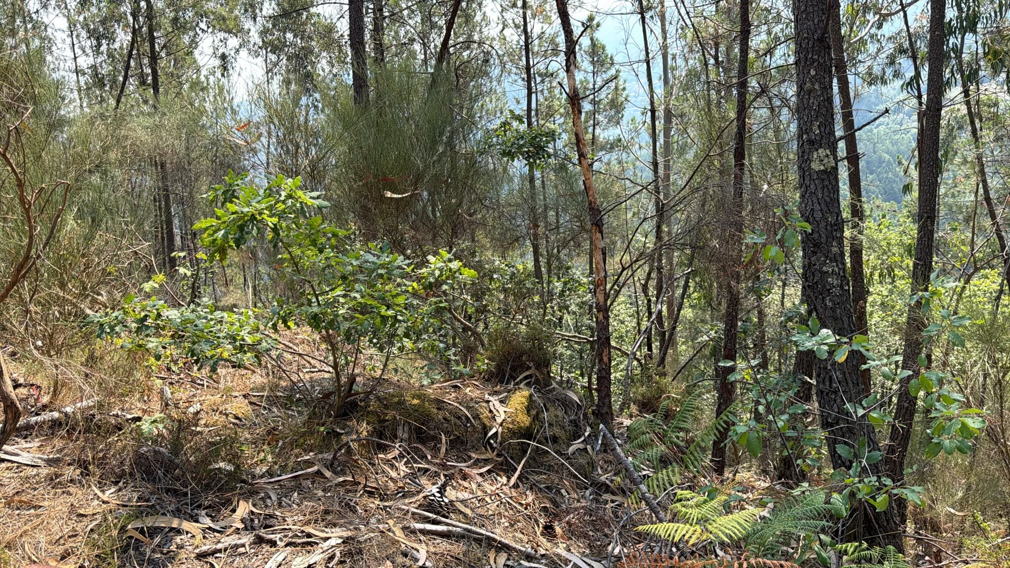 Quinhão Hereditário · Rossas, Arouca — imagen 3