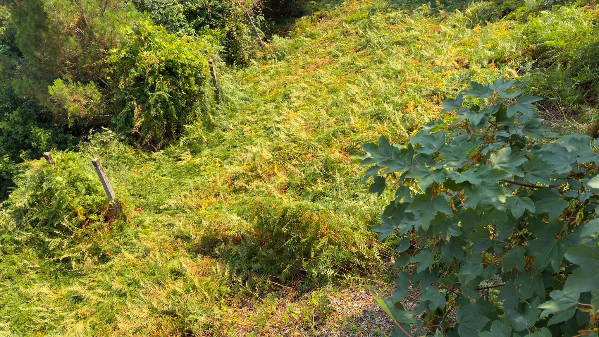 Quinhão Hereditário · Rossas, Arouca — imagen 7