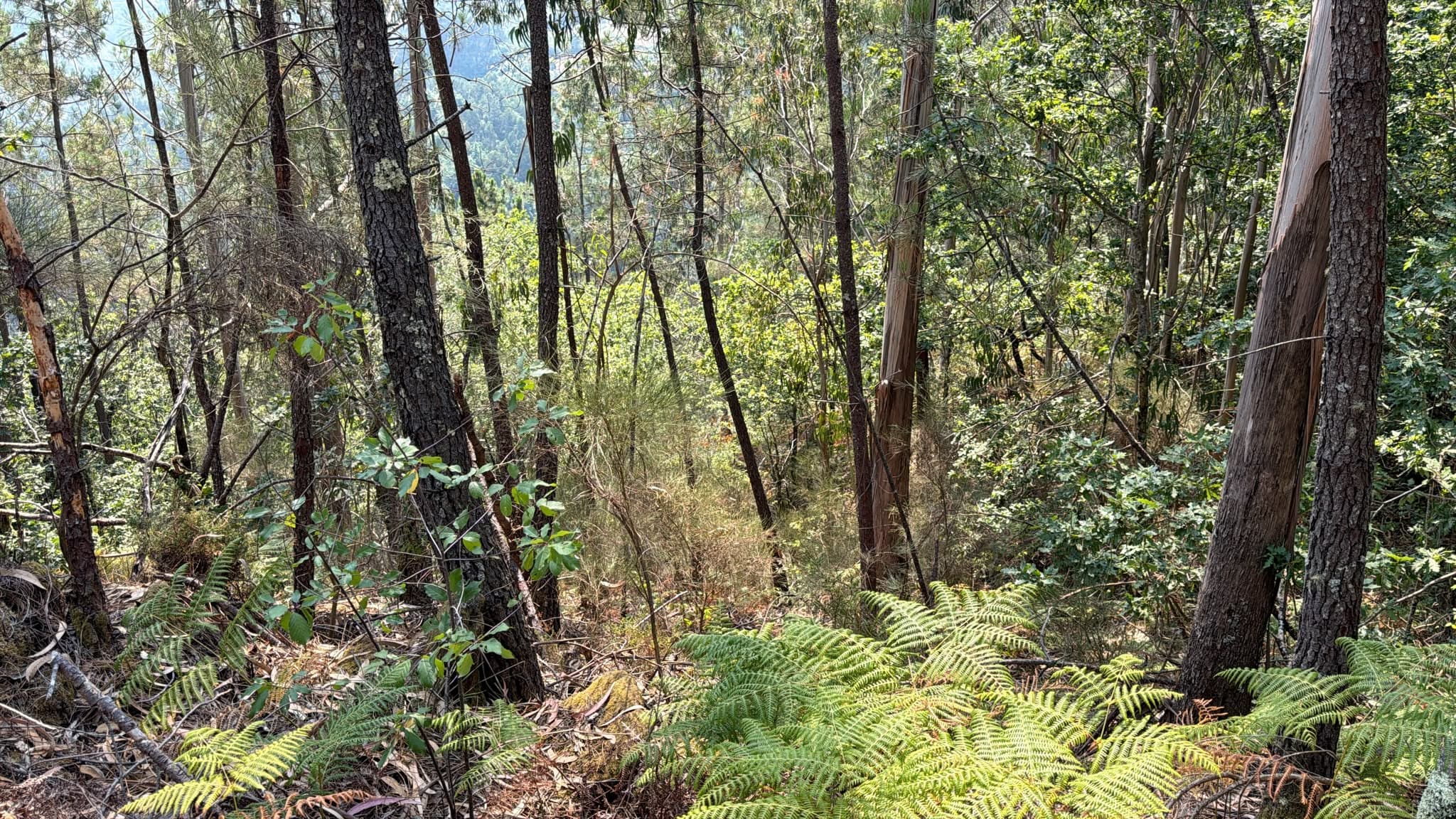 Quinhão Hereditário · Rossas, Arouca — imagen 2