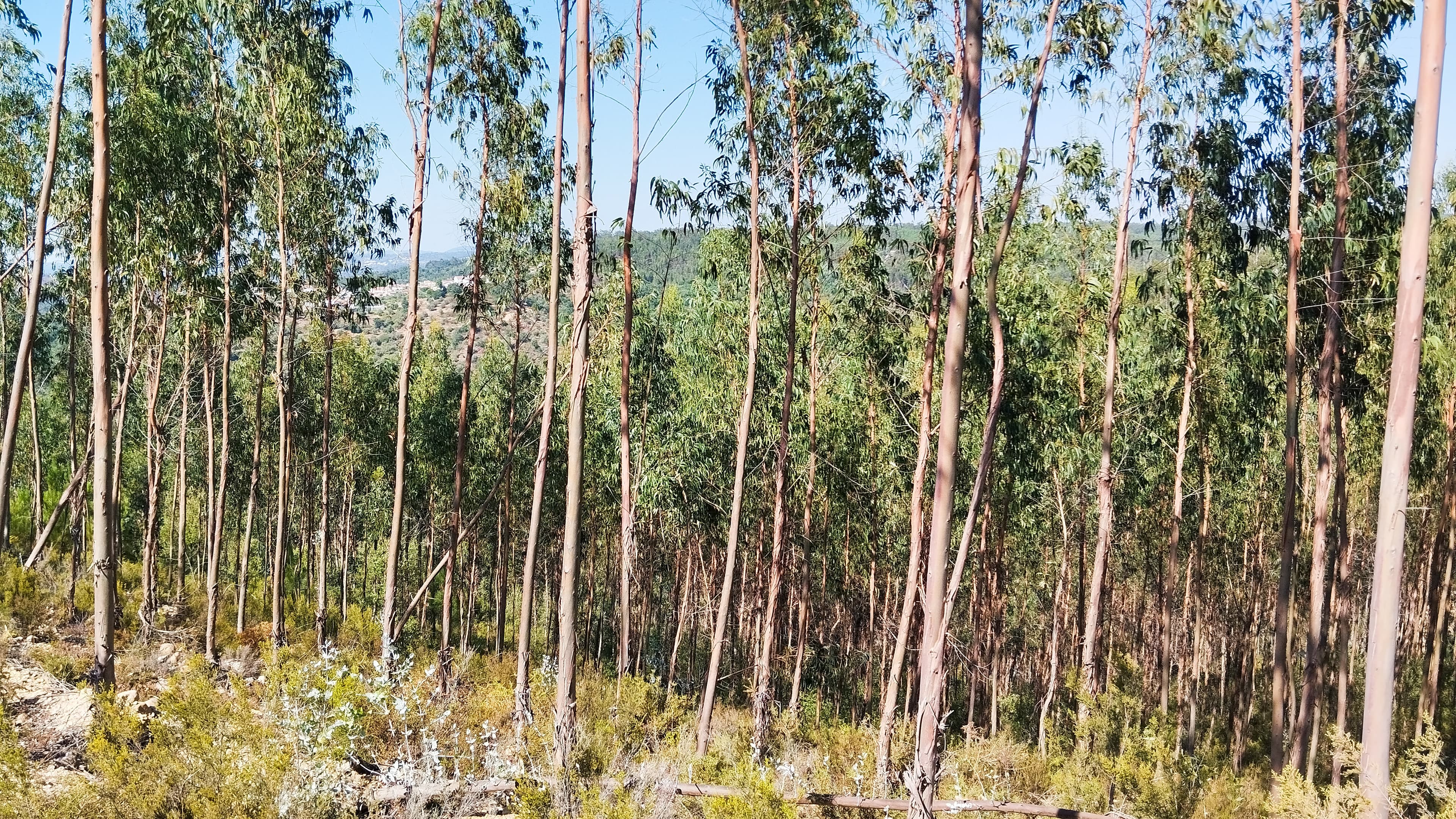 Proporção de 1/2 de Terreno · Abrantes — imagem 3