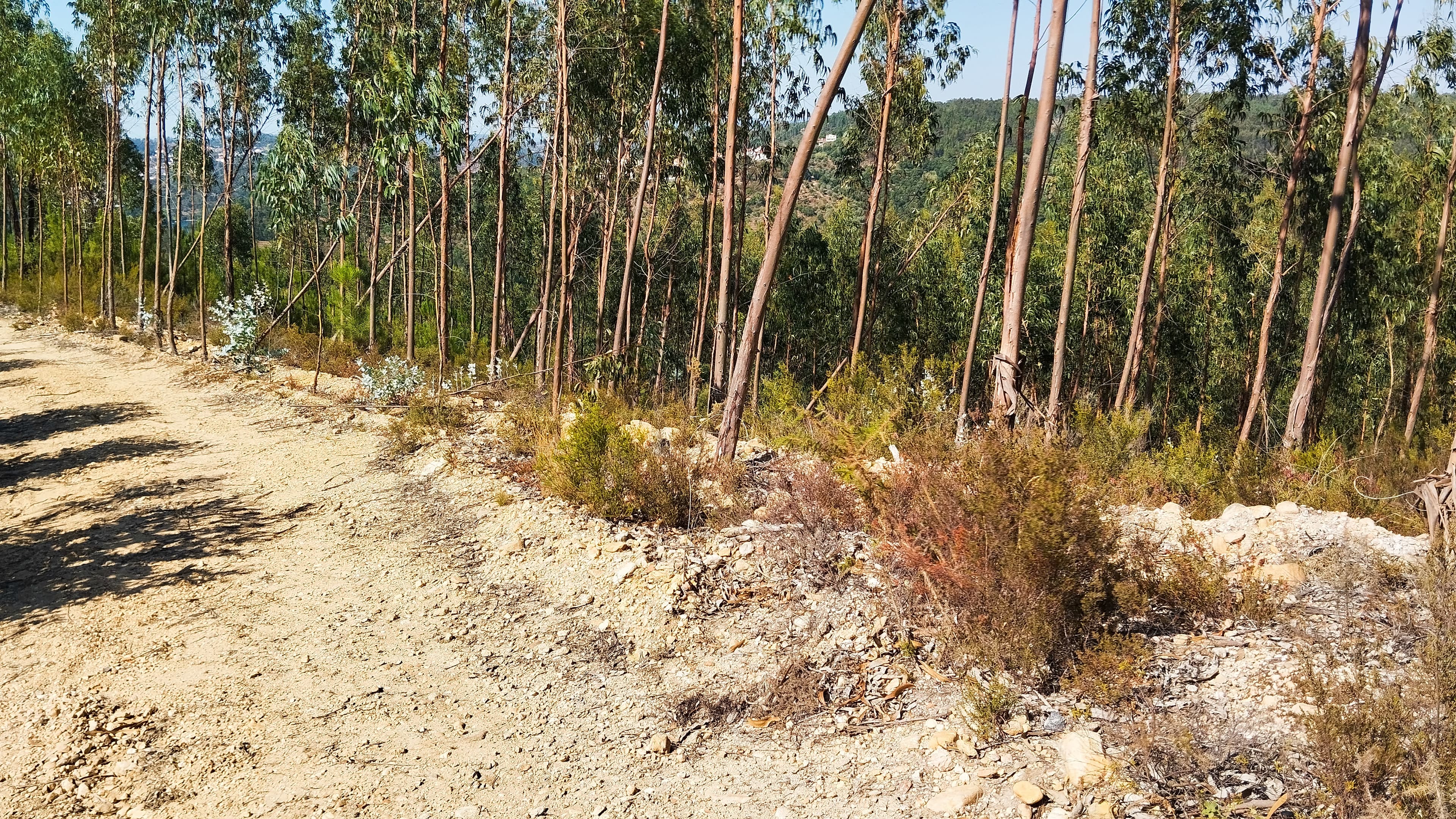 Proporção de 1/2 de Terreno · Abrantes — imagem 1