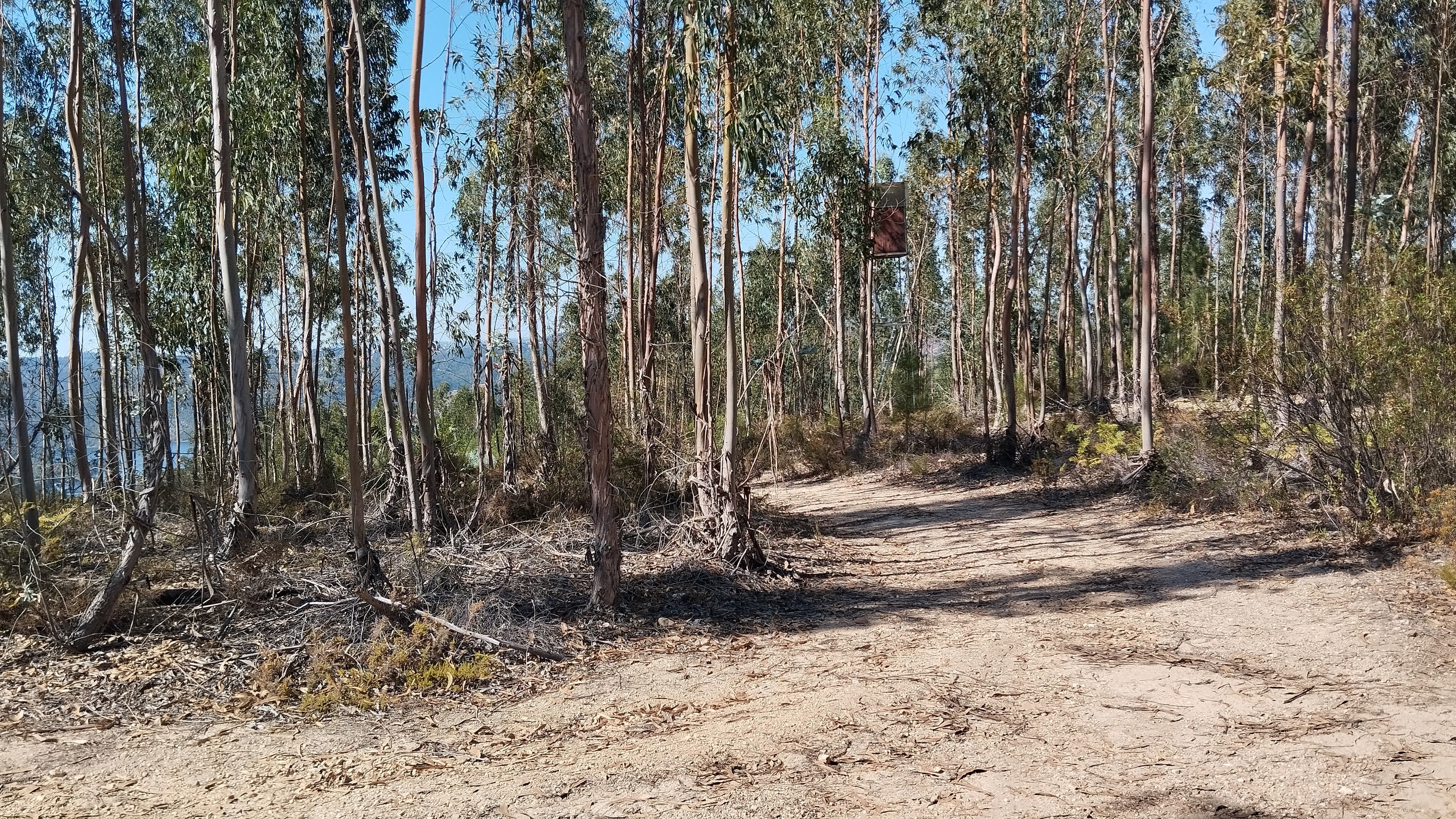 Proporção de 1/2 de Terreno · Abrantes — imagem 5