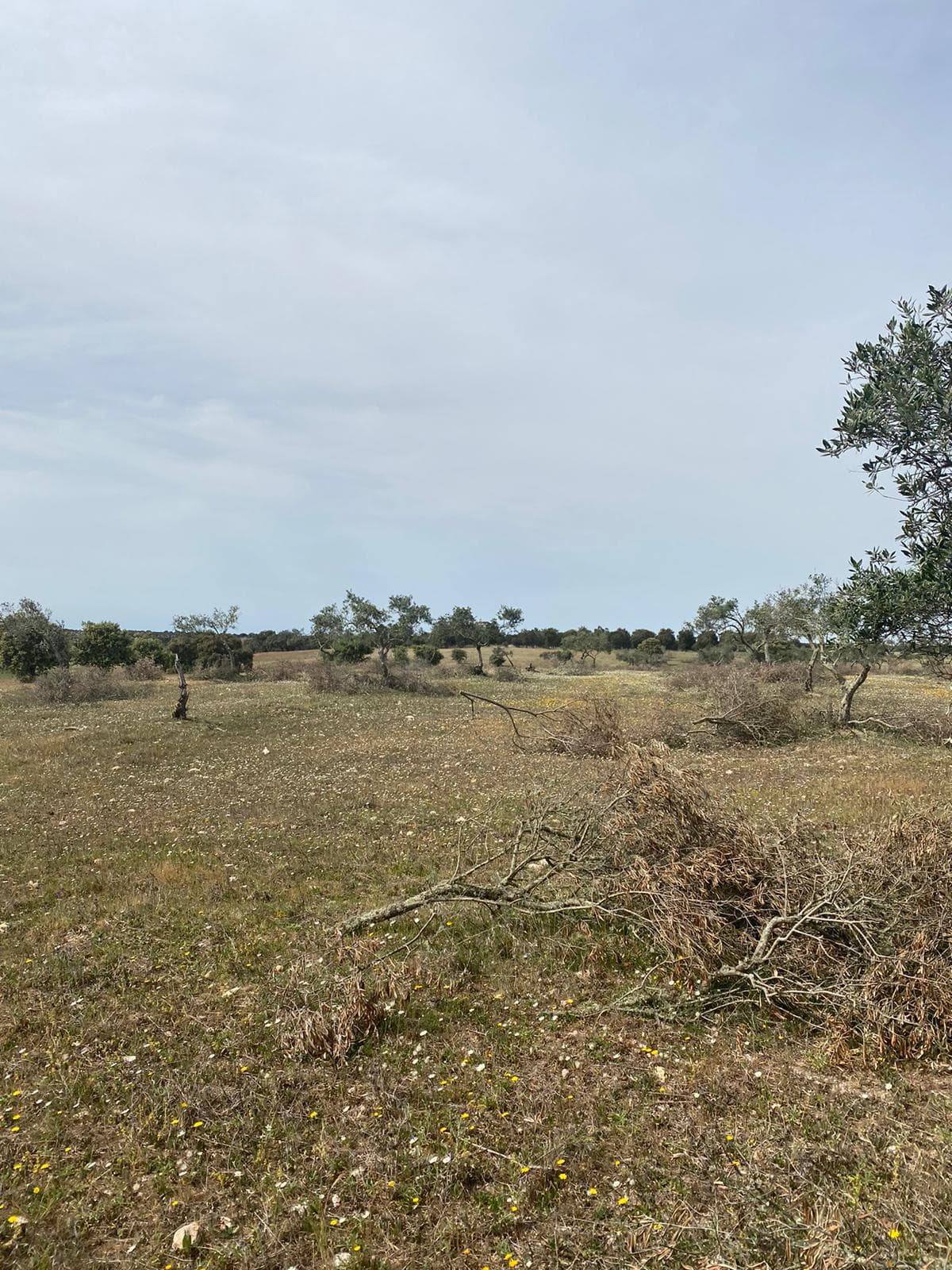 Terreno com 5,775 hectares · Serpa — image 5