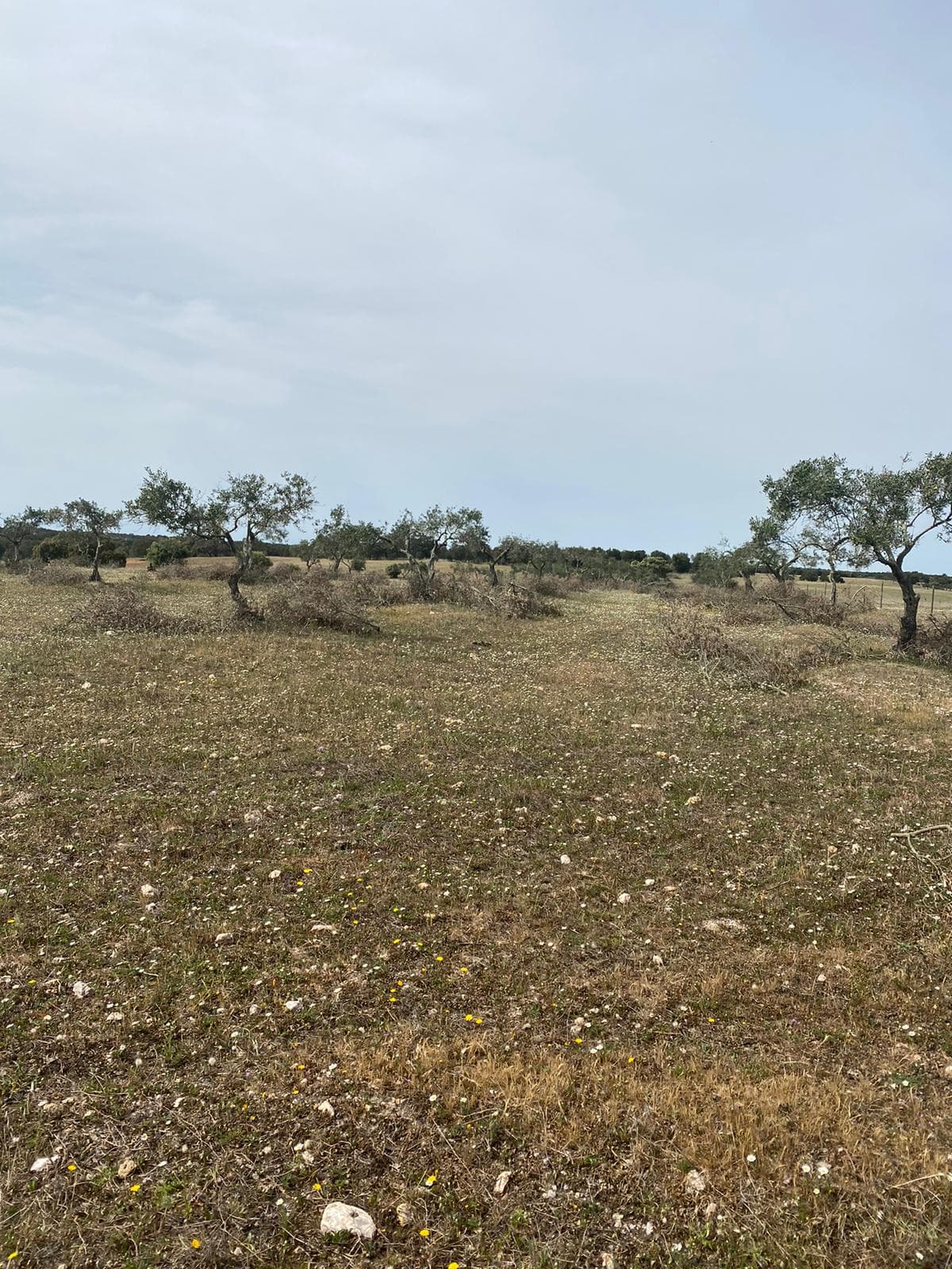 Terreno com 5,775 hectares · Serpa — image 3