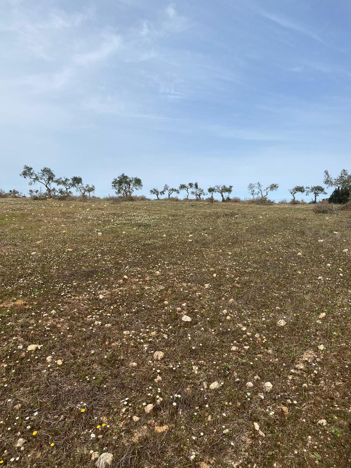 Terreno com 5,775 hectares · Serpa — image 2