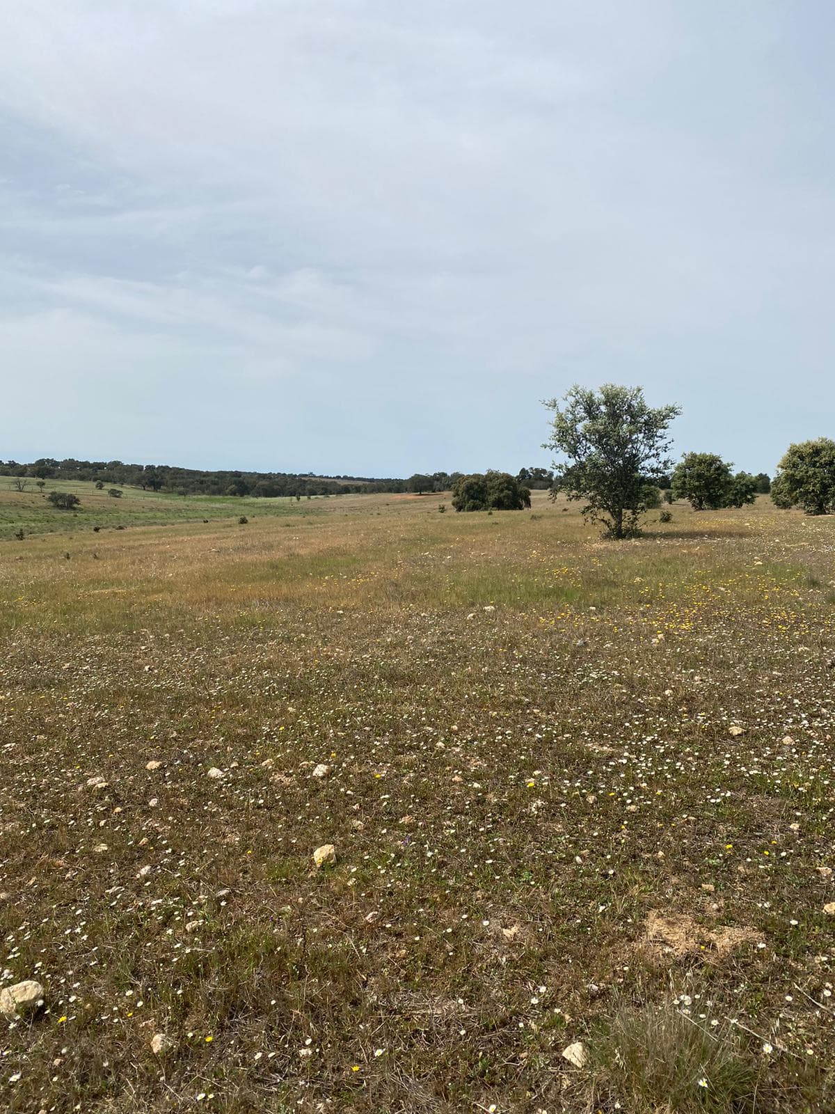 Terreno com 5,775 hectares · Serpa — image 1