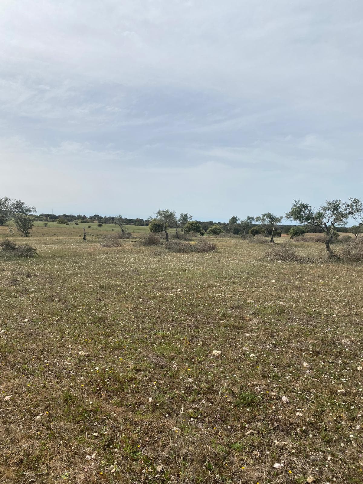 Terreno com 5,775 hectares · Serpa — image 4