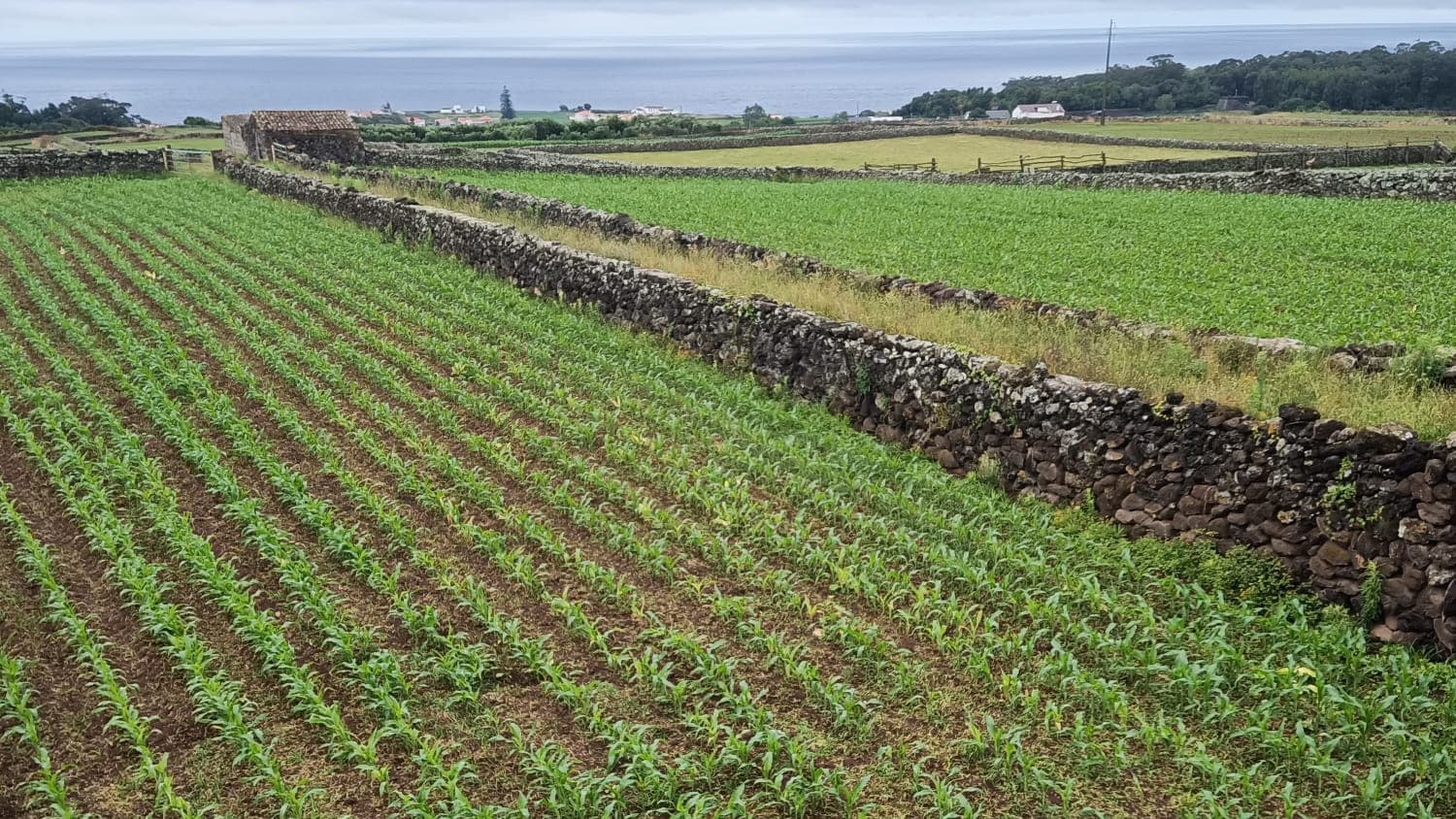 Terreno