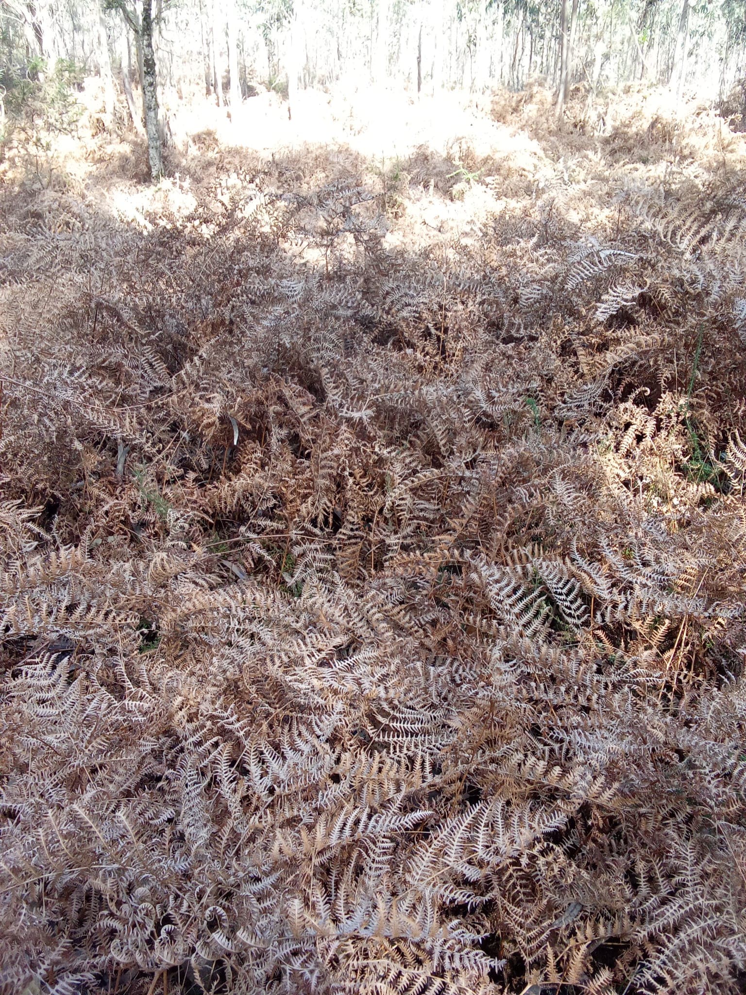 Terreno