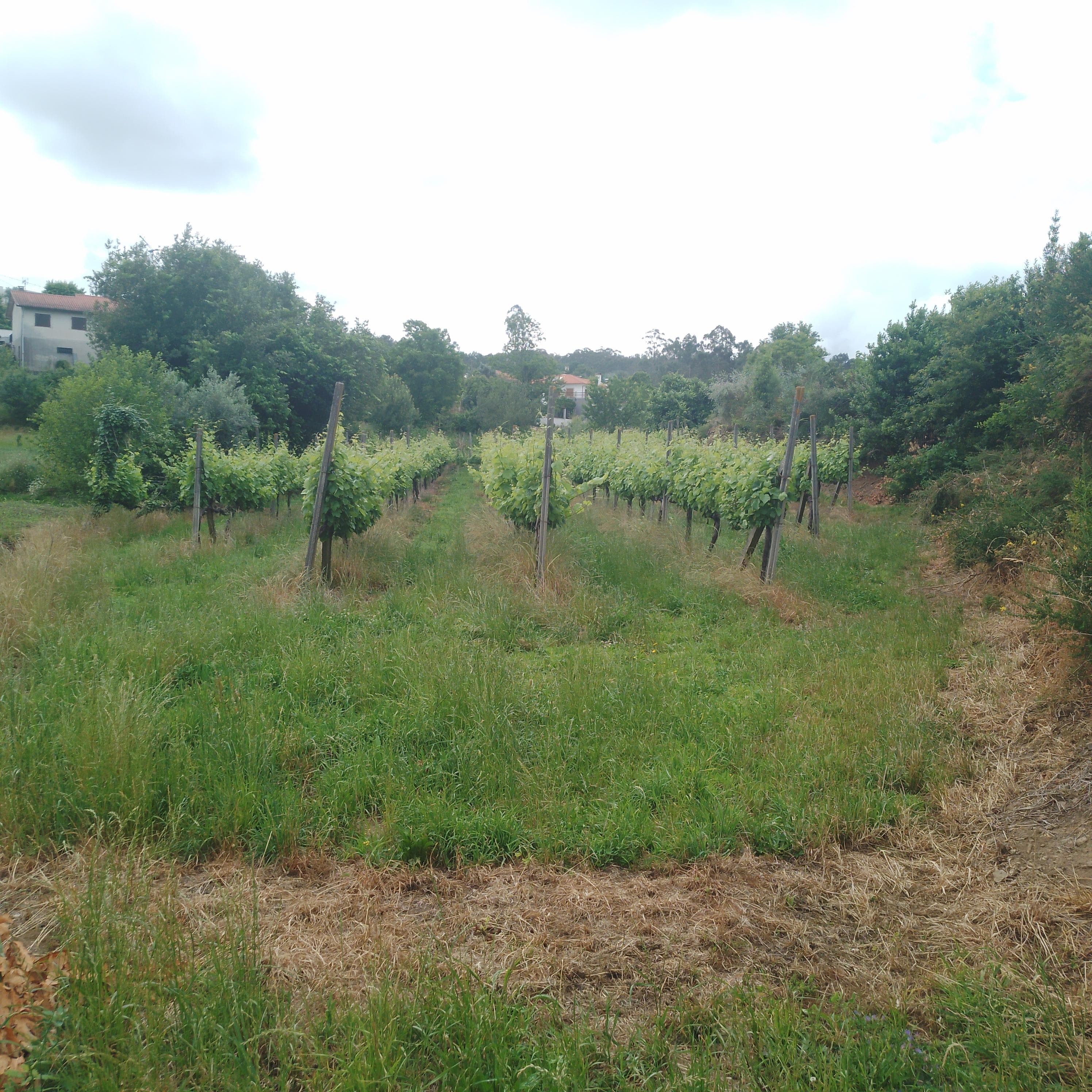 3/5 de Terreno