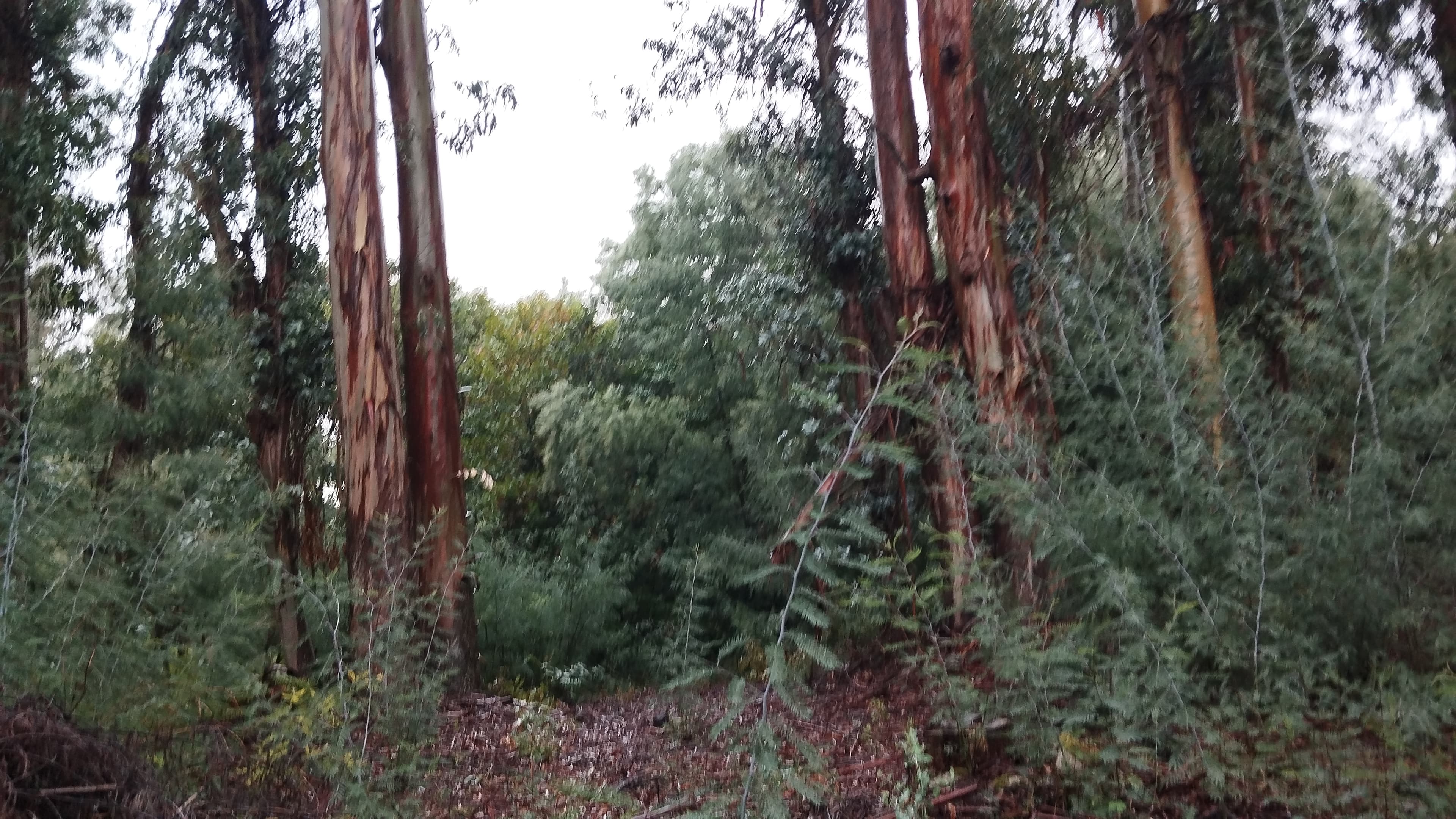 Terreno Florestal, Tondela