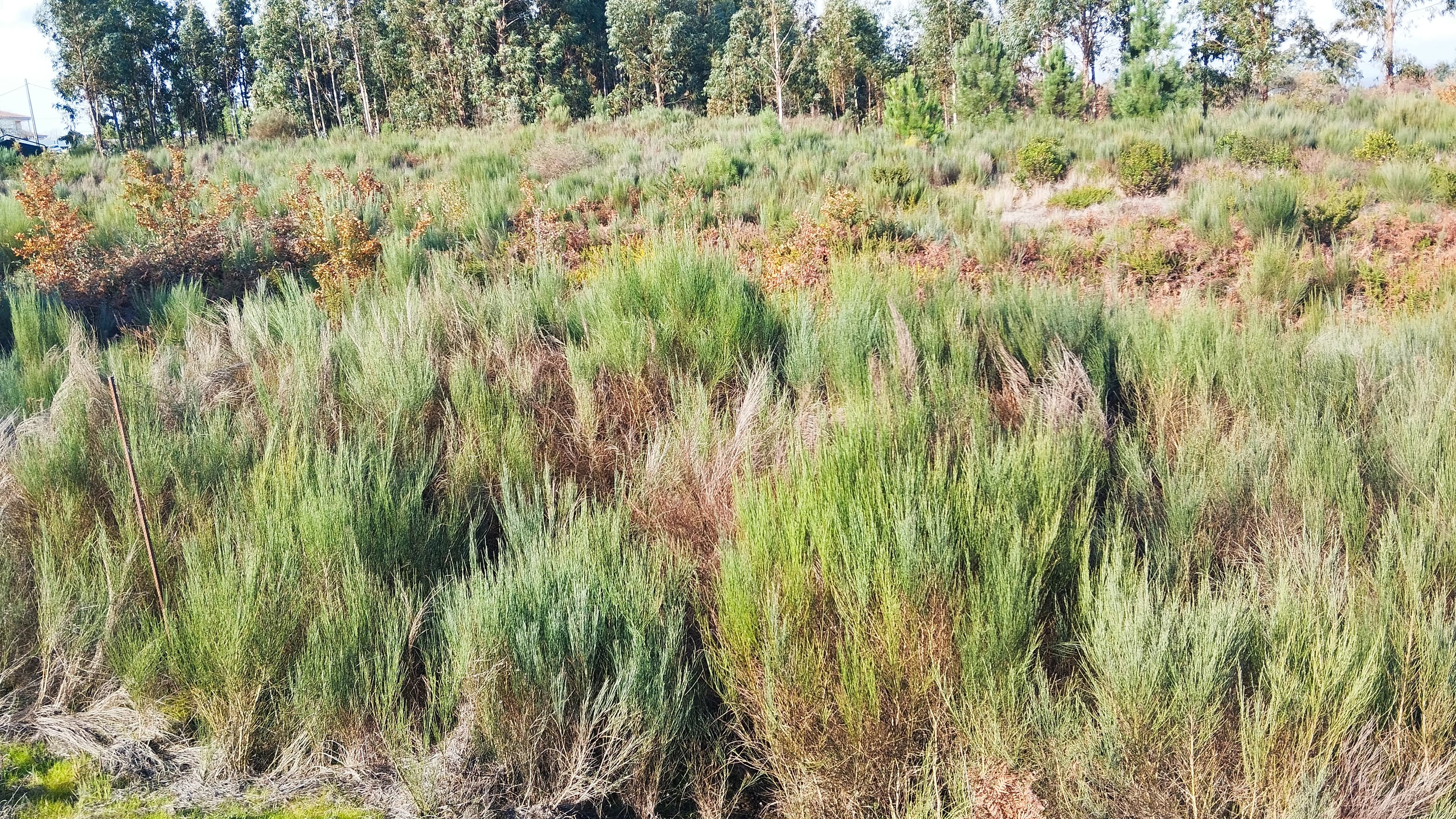 Terreno