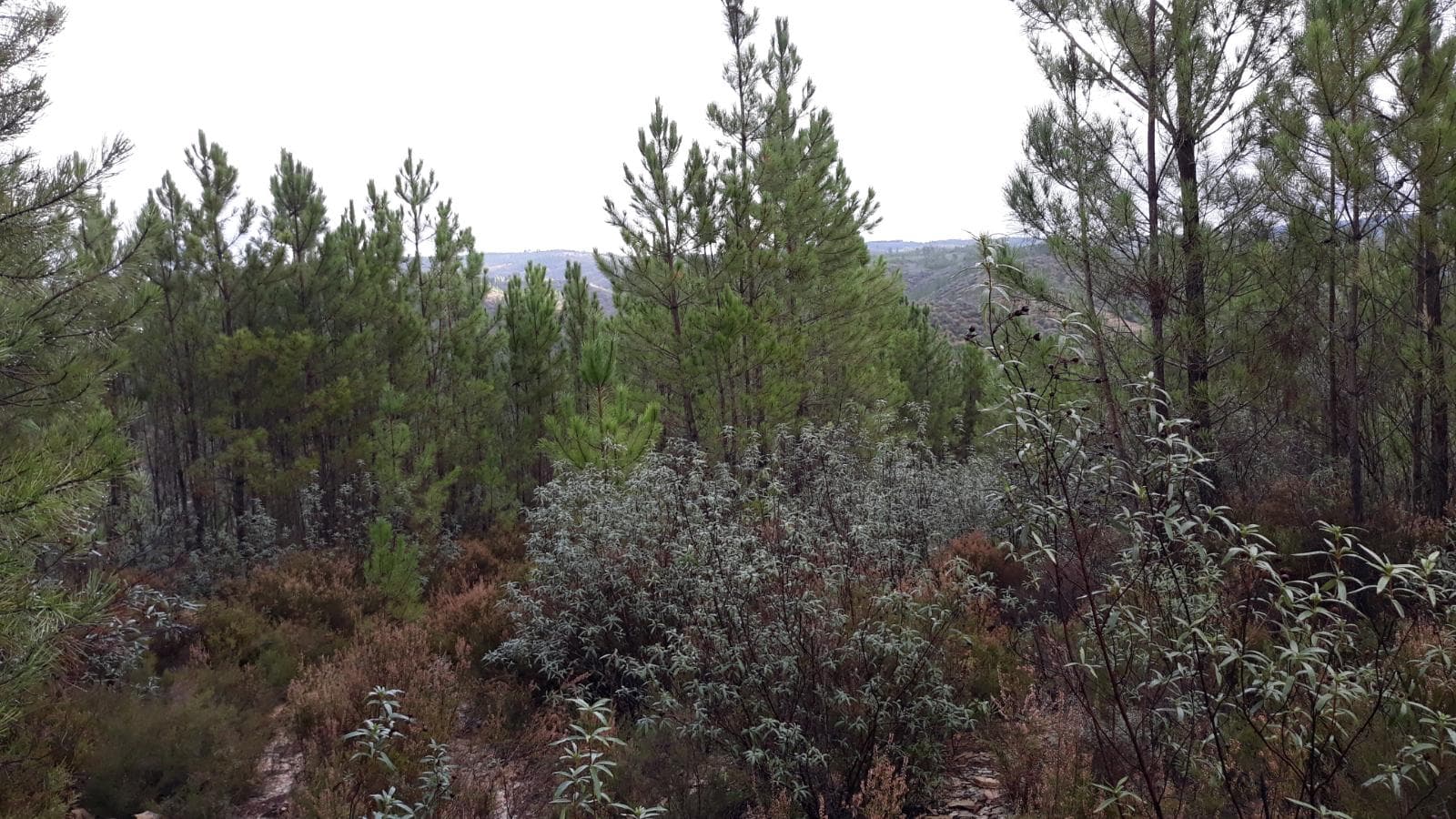 Terreno · Castelo Branco — imagem 5