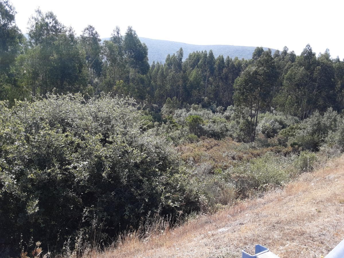 Quinhão Hereditário · Alcanena — image 3