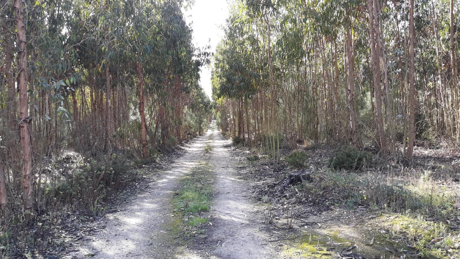 Terrenos · Leiria — imagen 4