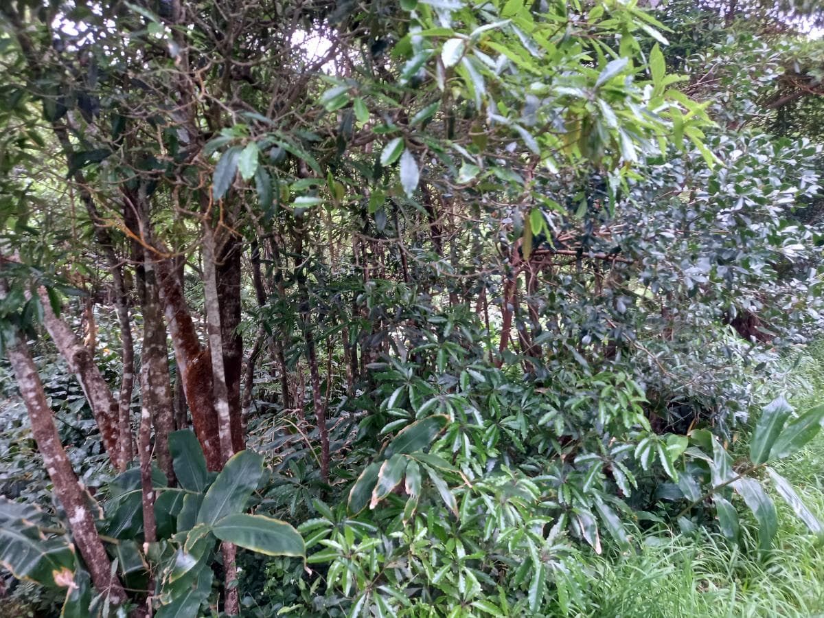 Moradias · Terrenos · Horta, Ilha dos Açores — image 11