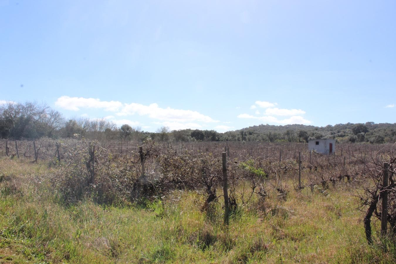 Vinha · Vidigueira, Beja — imagen 1