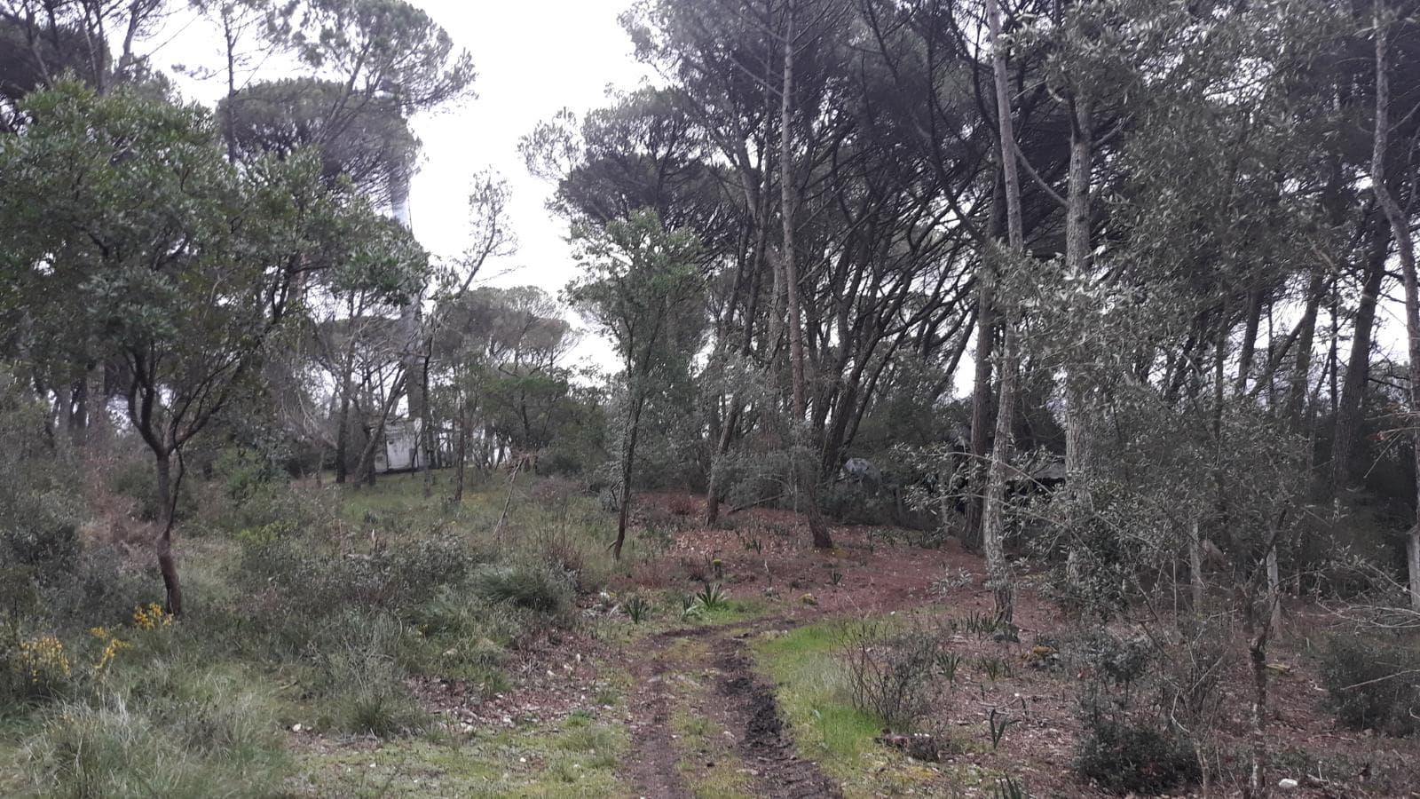 Terreno