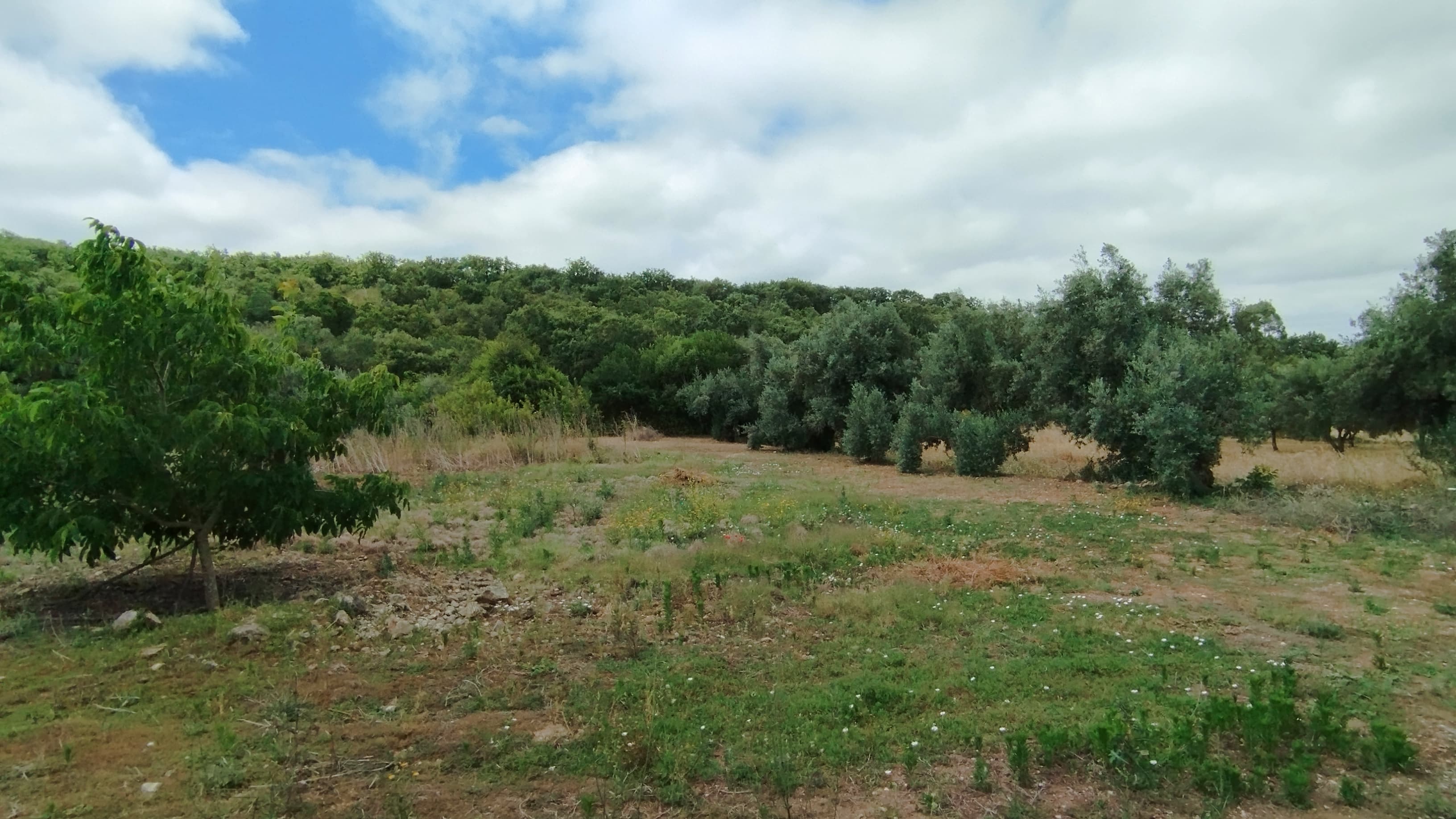 Terreno