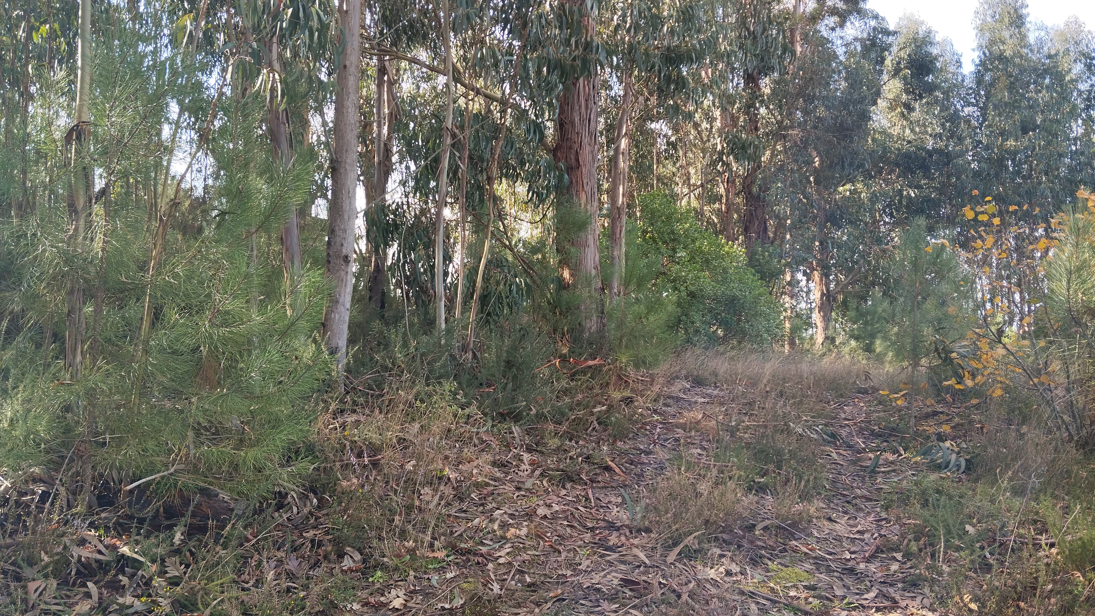 Terreno