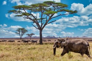 O turismo sustentável tem o potencial de promover a conservação ambiental ao incentivar práticas ecológicas e a proteção de áreas naturais.